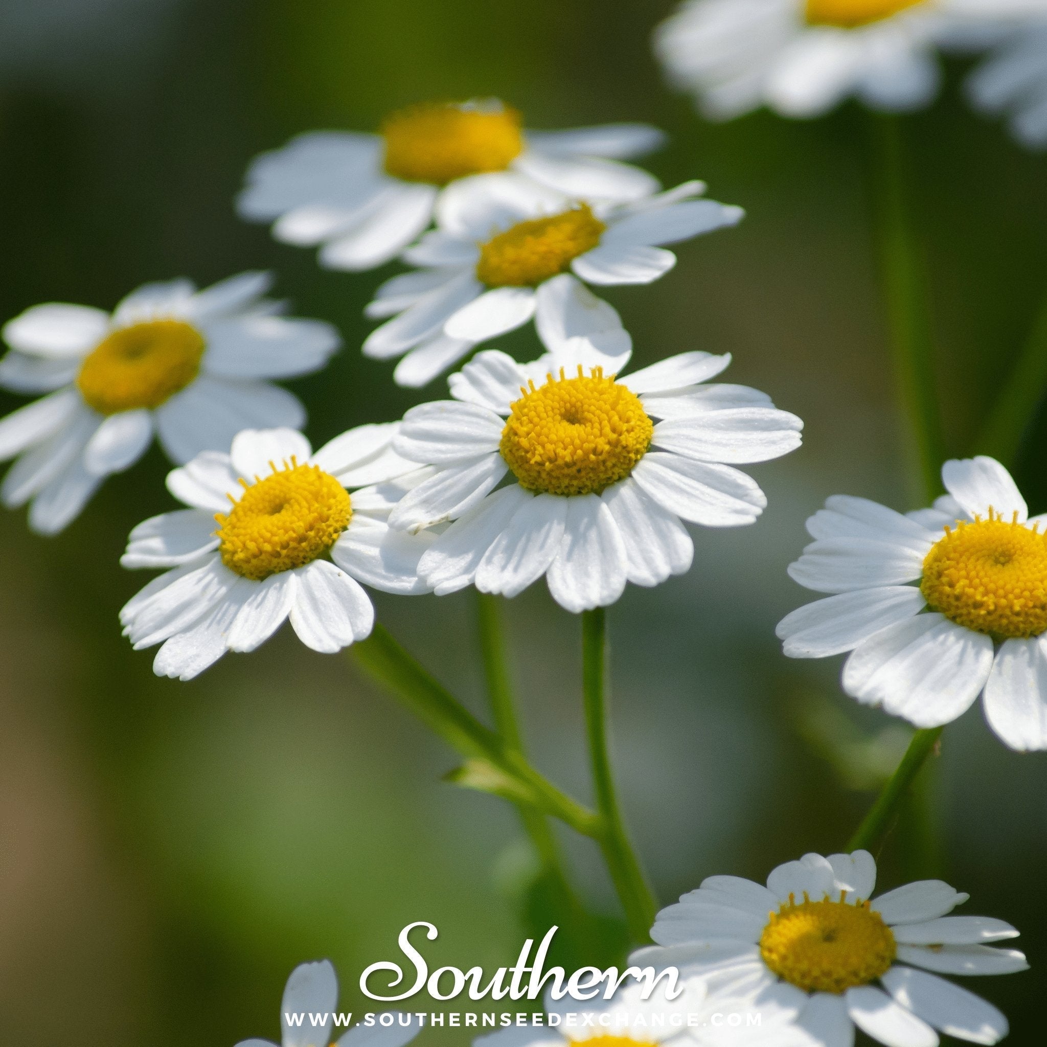 Feverfew – 100 Seeds