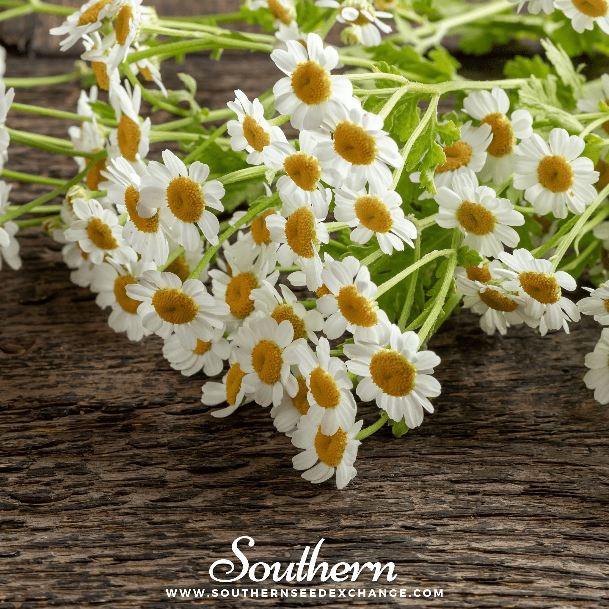Feverfew – 100 Seeds