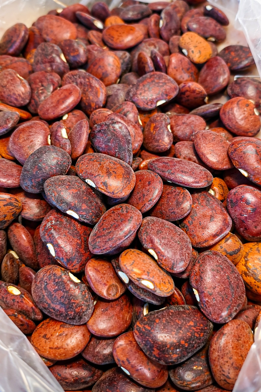 Heirloom Organic Willow Leaf Butter Pole Lima Speckled Bean Seeds