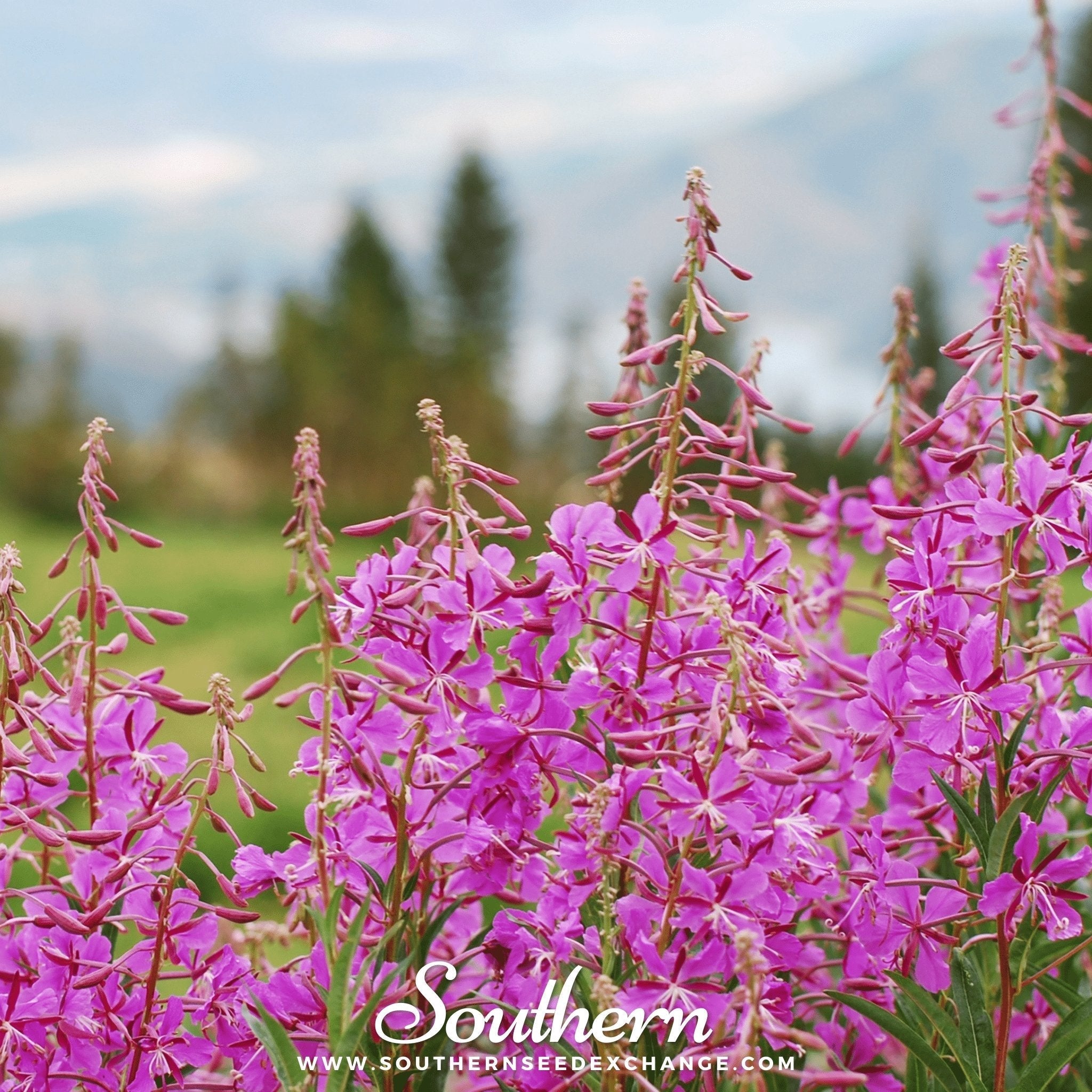 Fireweed (Willowherb) – 100 Seeds