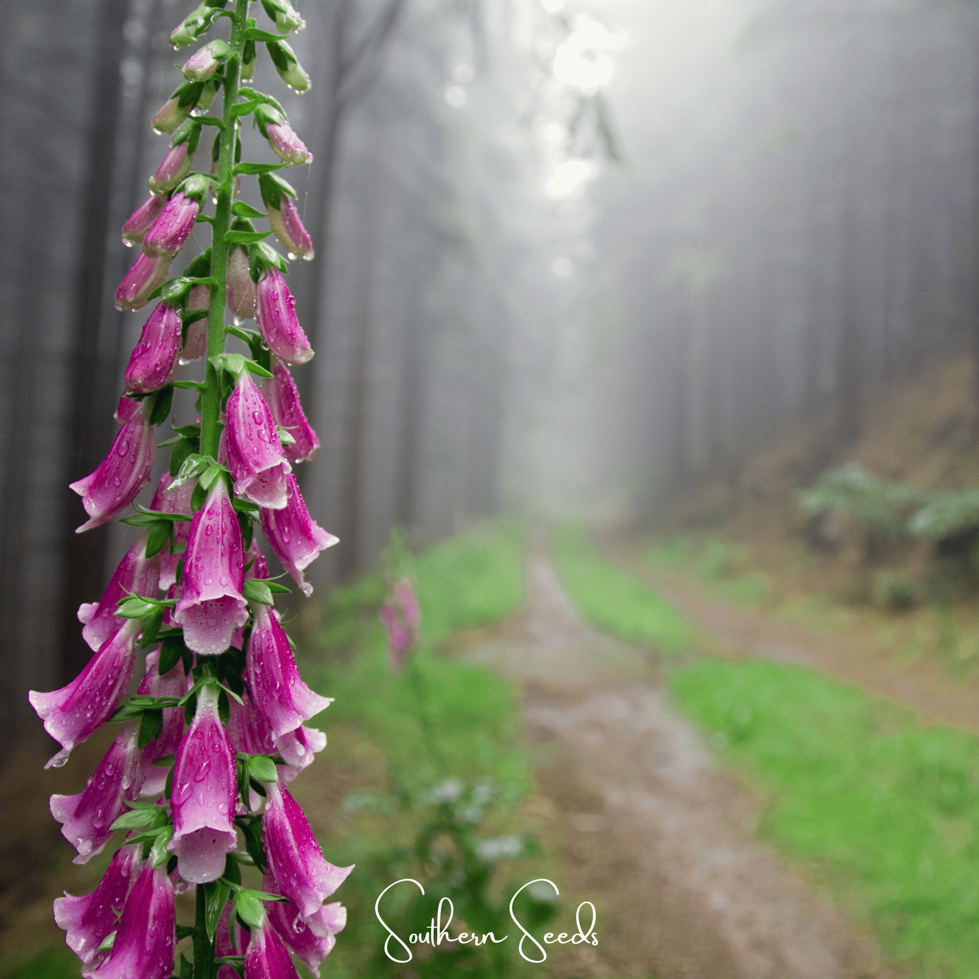 Foxy Foxglove Mix – 200 Seeds