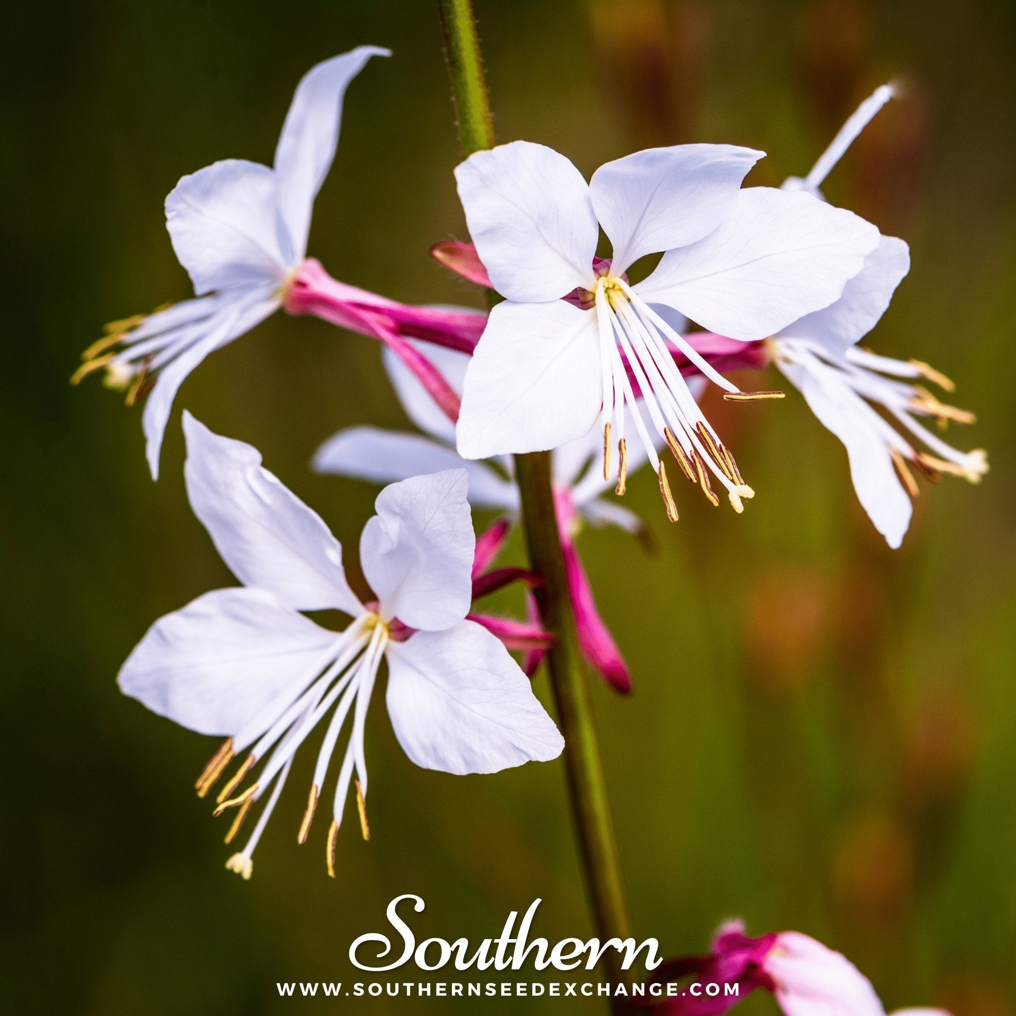 Gaura – 50 Seeds