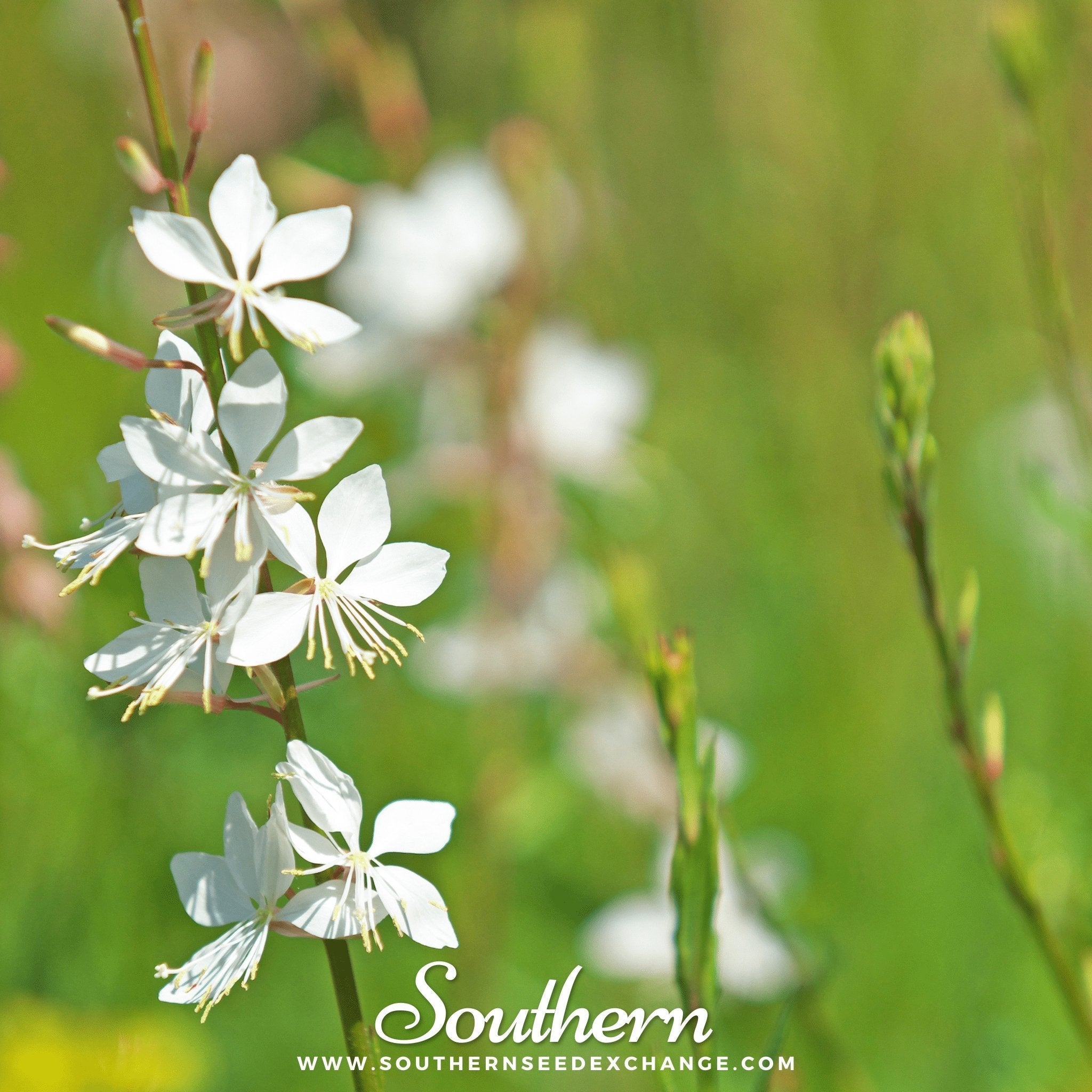 Gaura – 50 Seeds