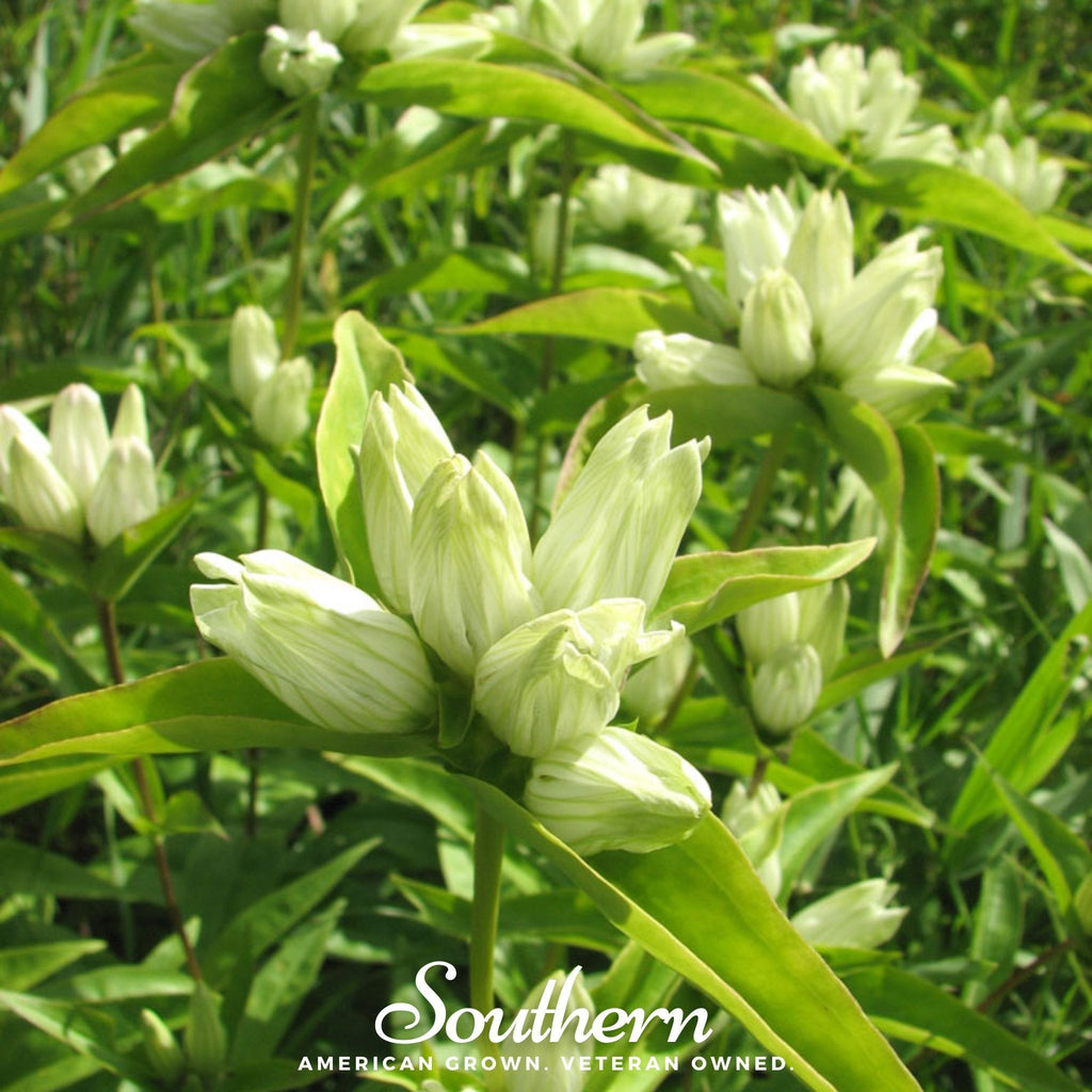 Cream Gentian – 50 Seeds