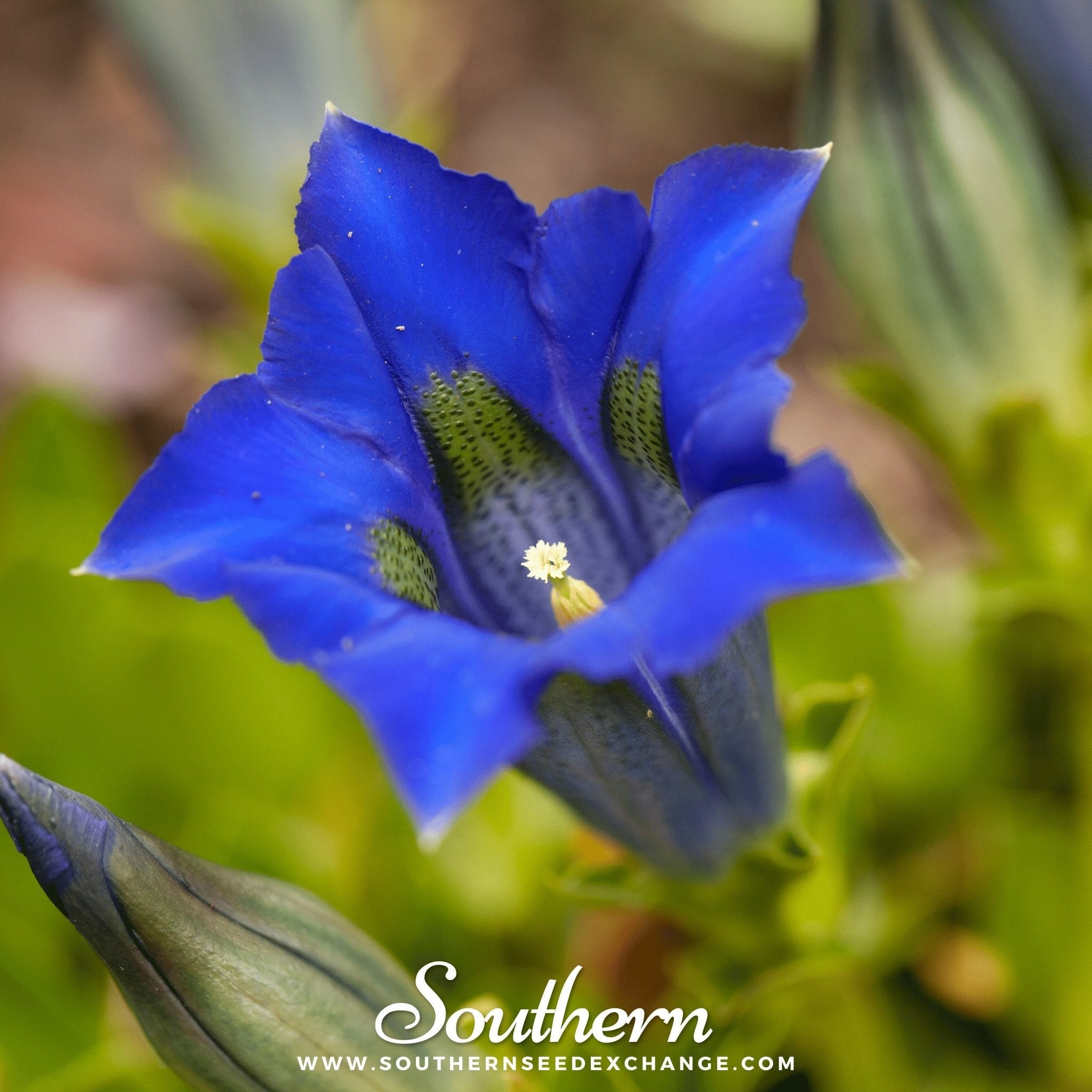 Stemless Gentian – 50 Seeds