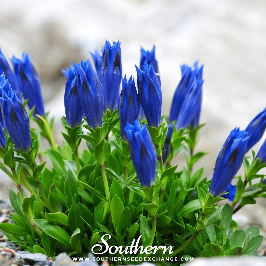 Stemless Gentian – 50 Seeds
