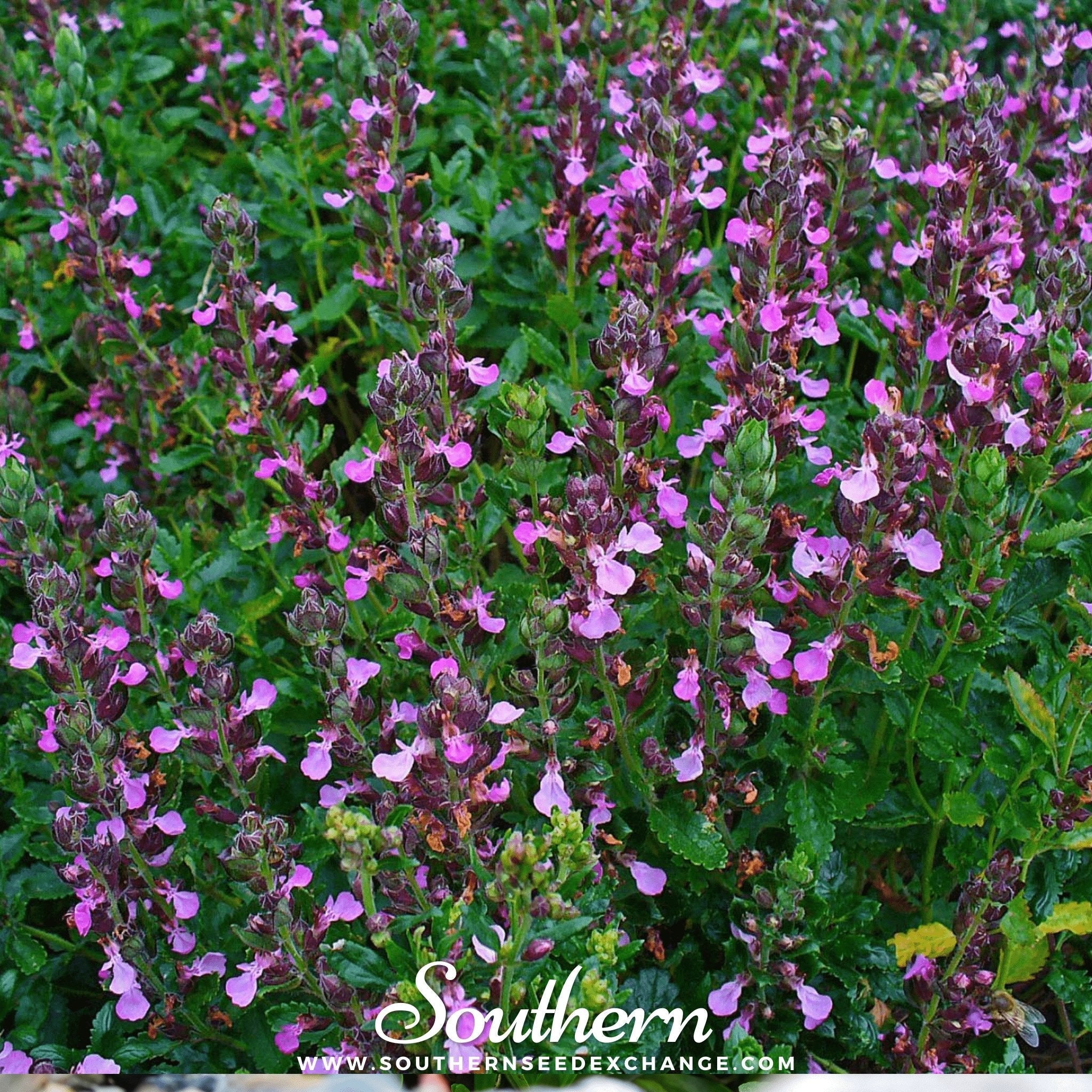Wall Germander – 25 Seeds
