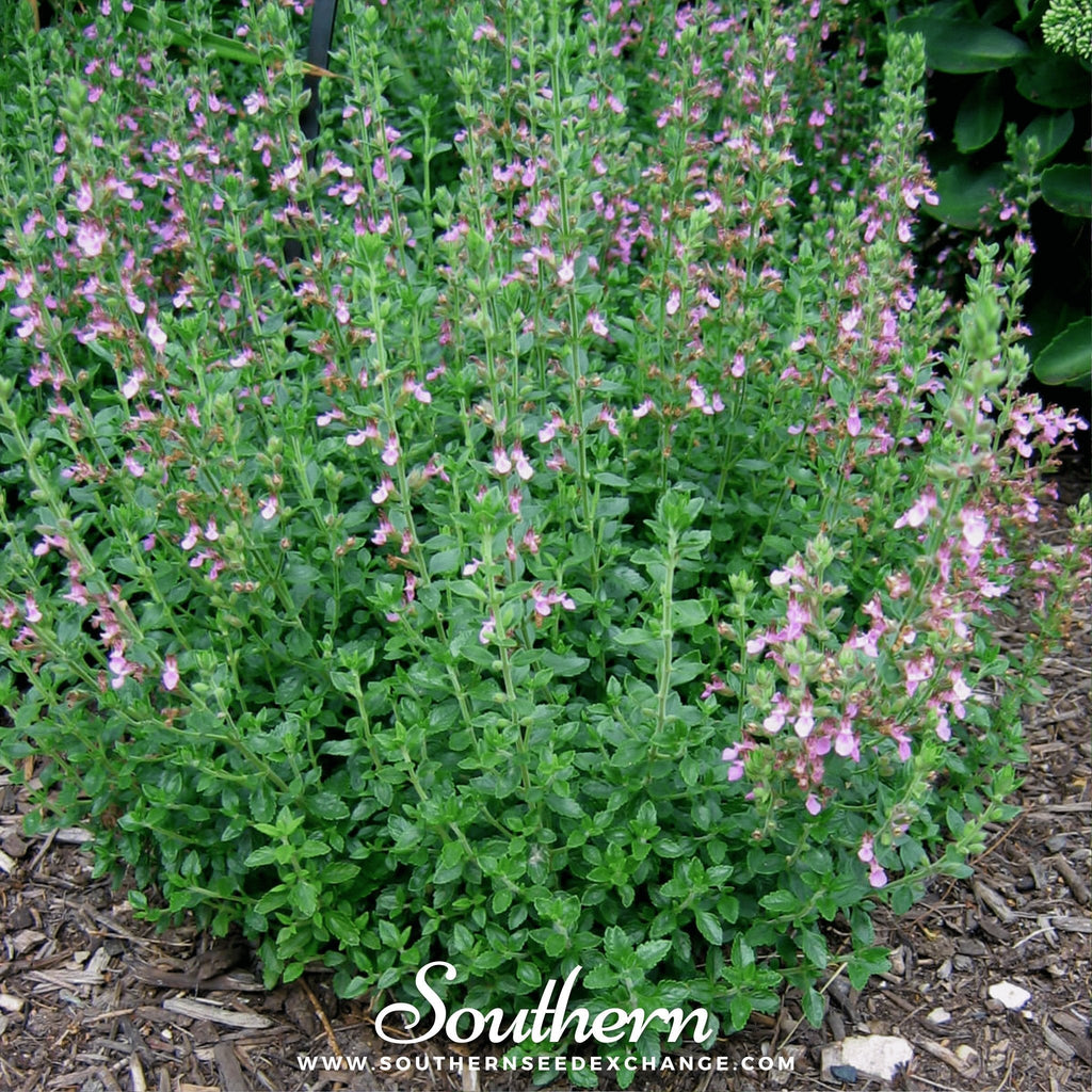 Wall Germander – 25 Seeds