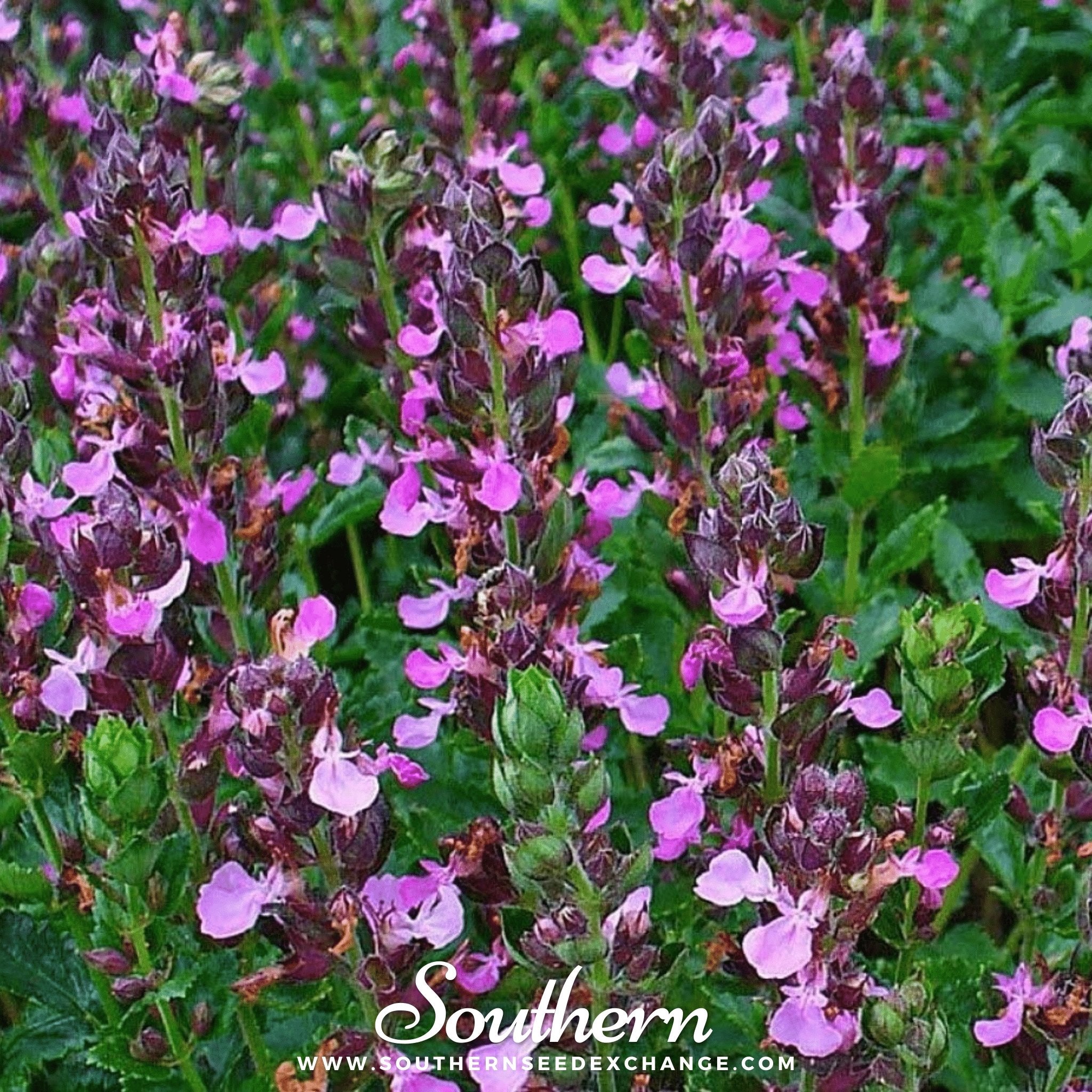 Wall Germander – 25 Seeds