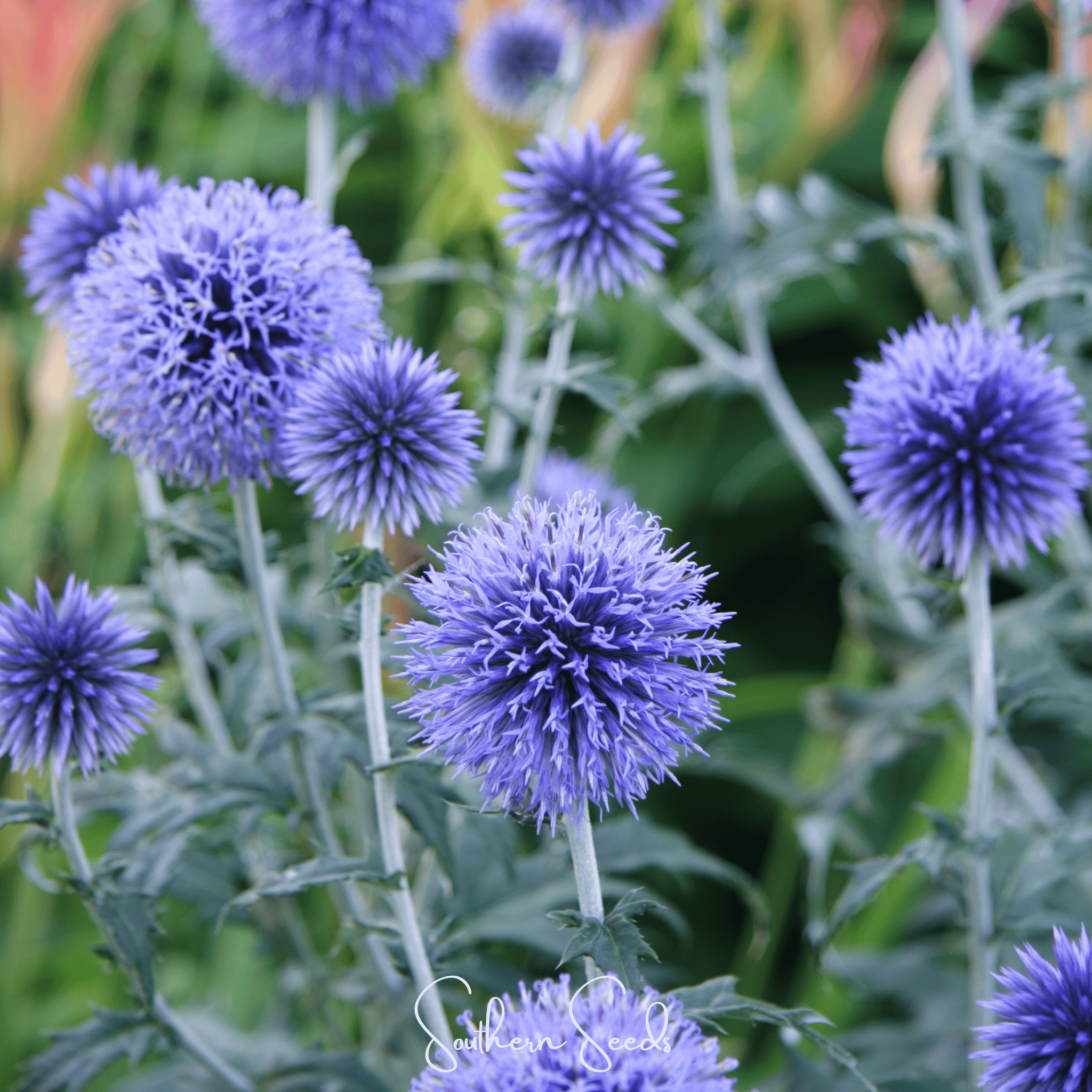 Southern Globe Thistle – 25 Seeds