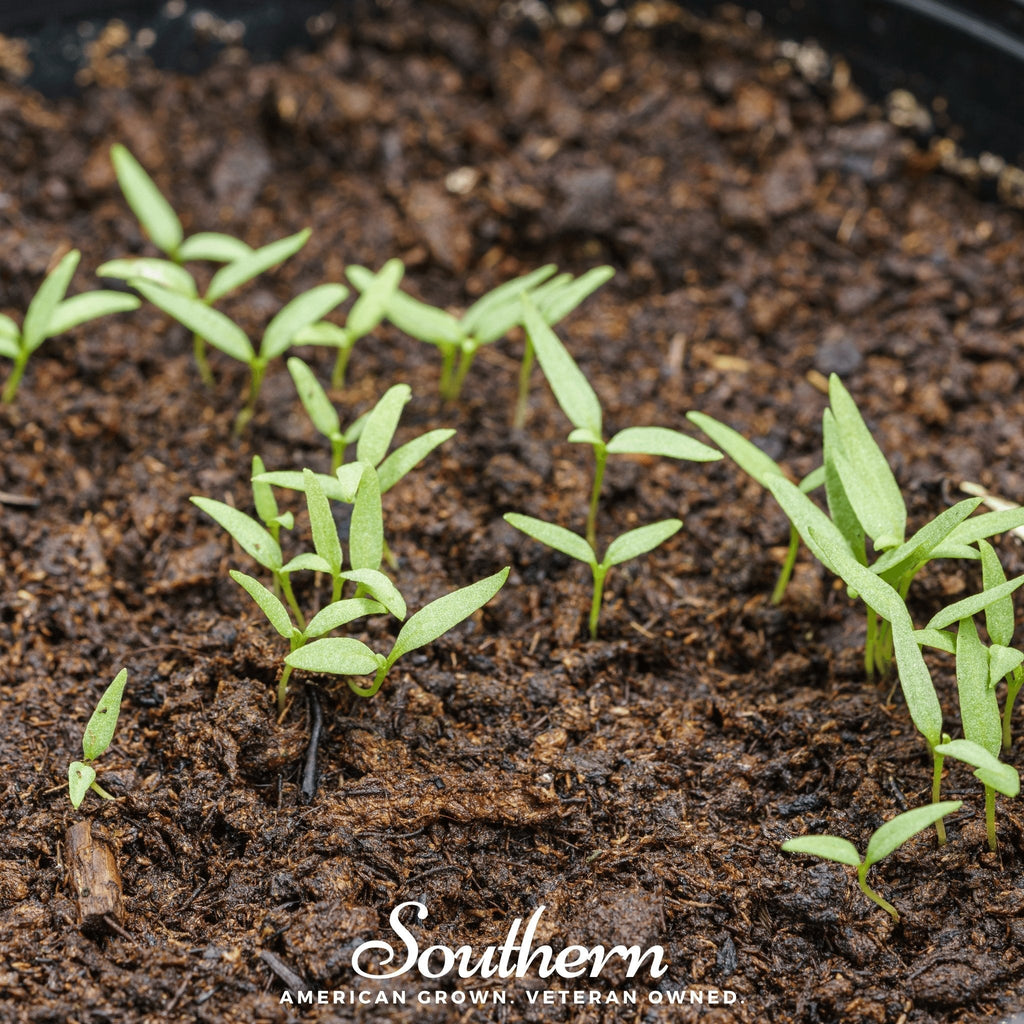 Goji Berry – 50 Seeds