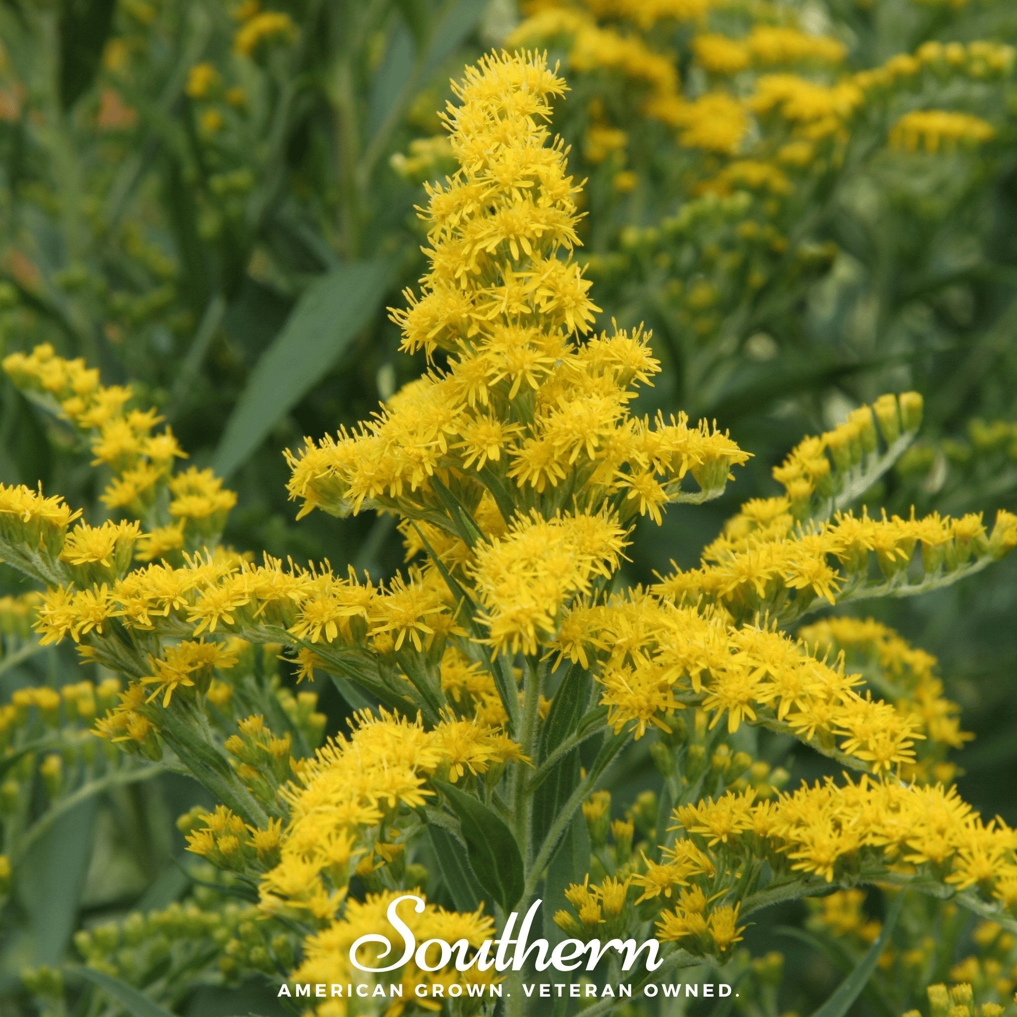 Ohio Goldenrod – 100 Seeds