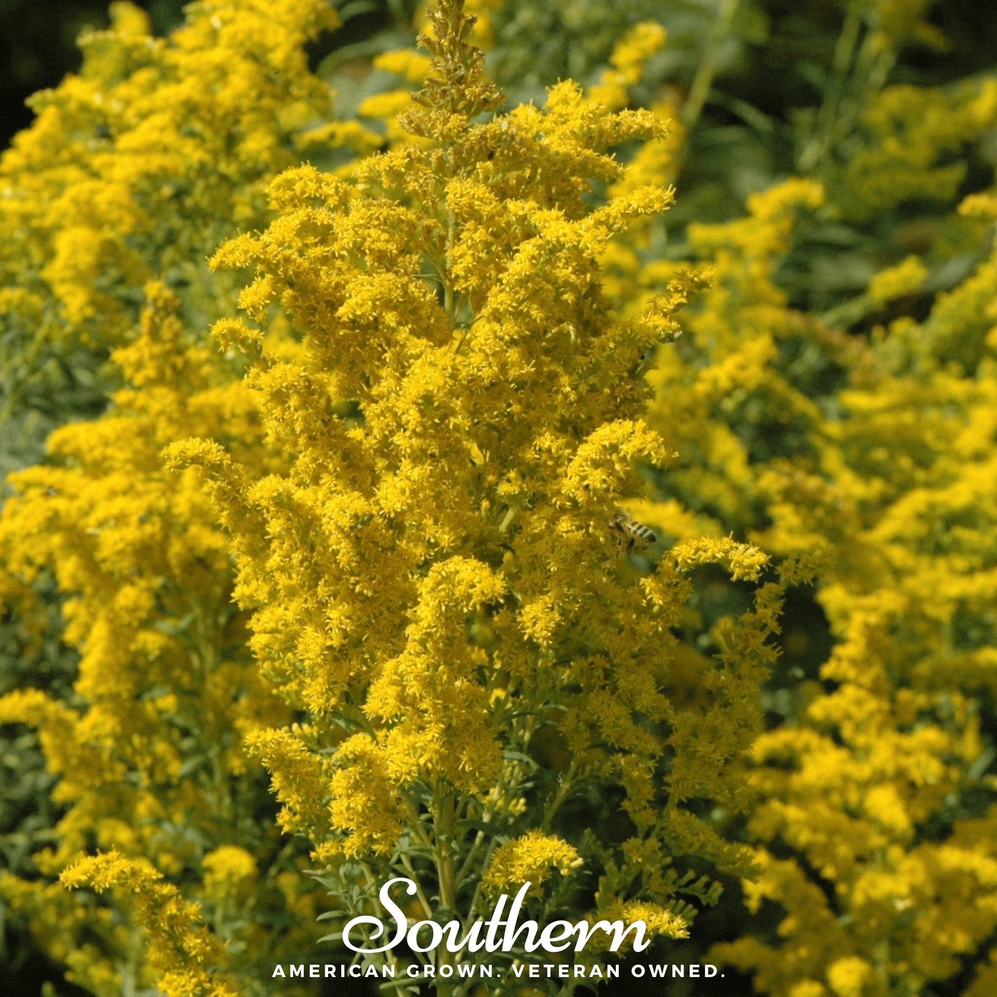 Ohio Goldenrod – 100 Seeds