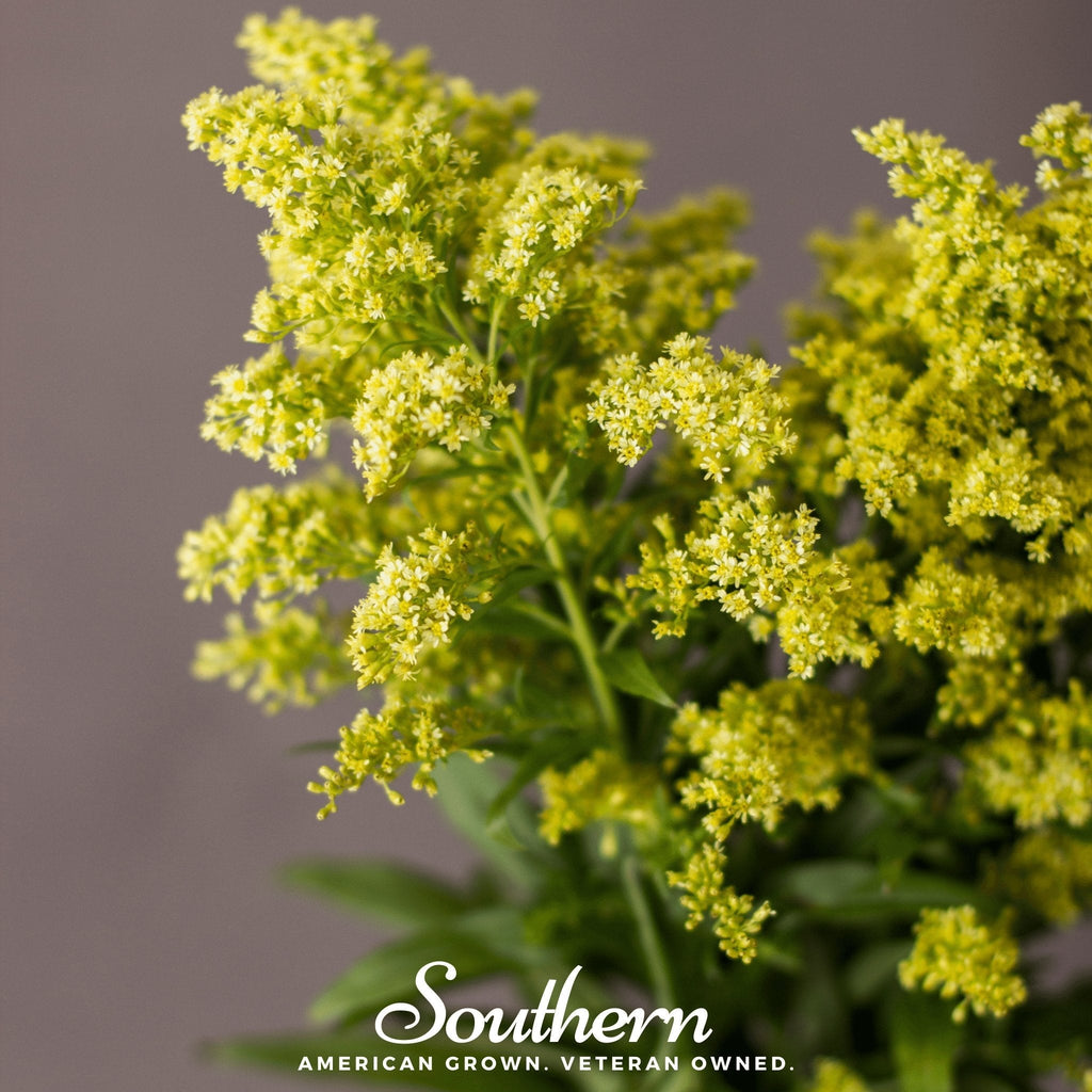 Showy Goldenrod – 100 Seeds
