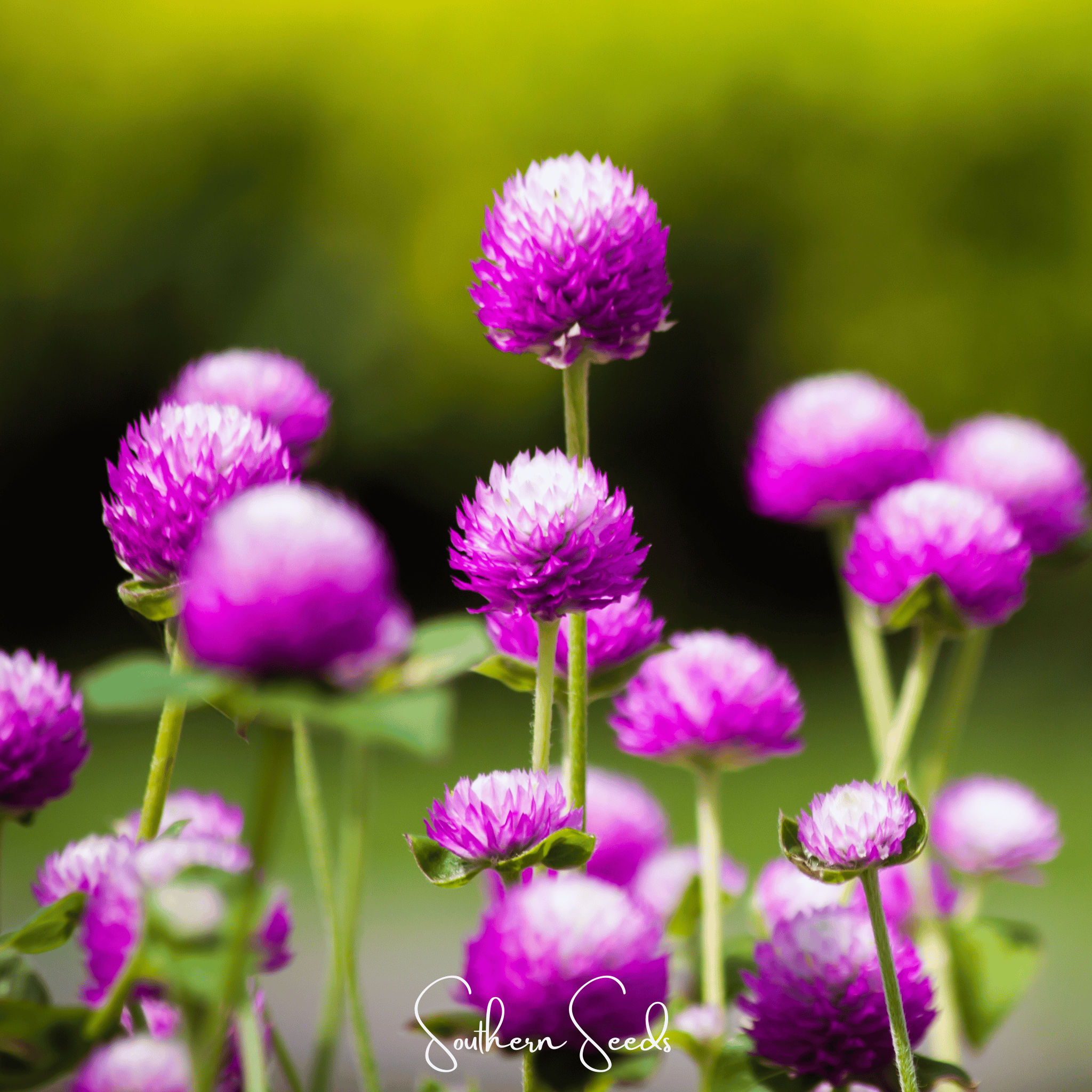 Globosa Mix Gomphrena – 50 Seeds
