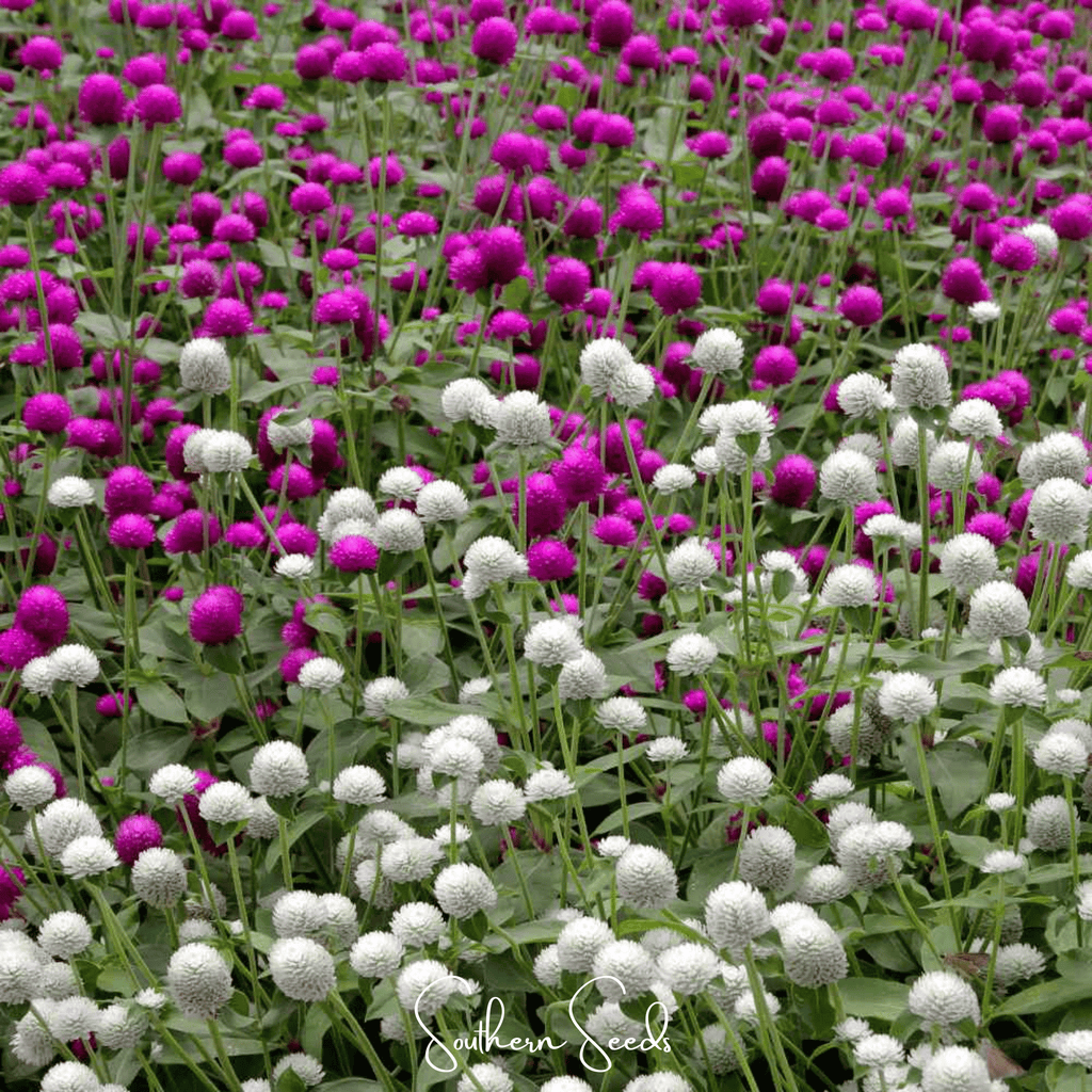 Globosa Mix Gomphrena – 50 Seeds