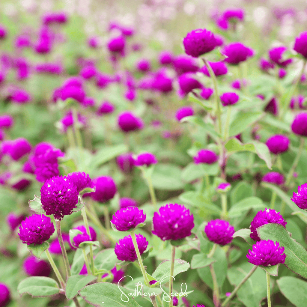 Purple Globosa Gomphrena – 50 Seeds