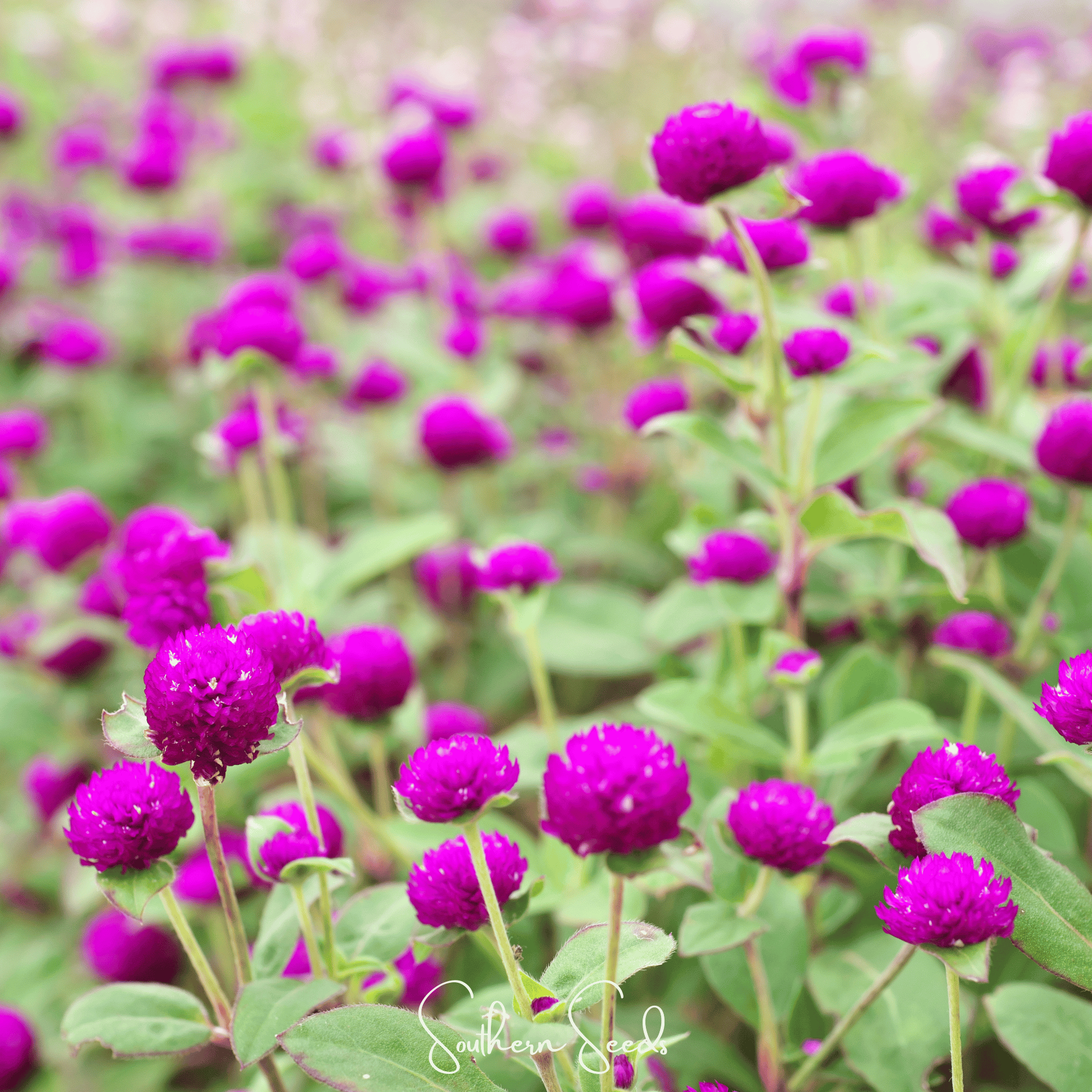 Purple Globosa Gomphrena – 50 Seeds