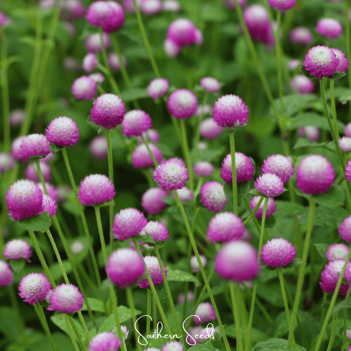 Rose Globosa Gomphrena – 50 Seeds