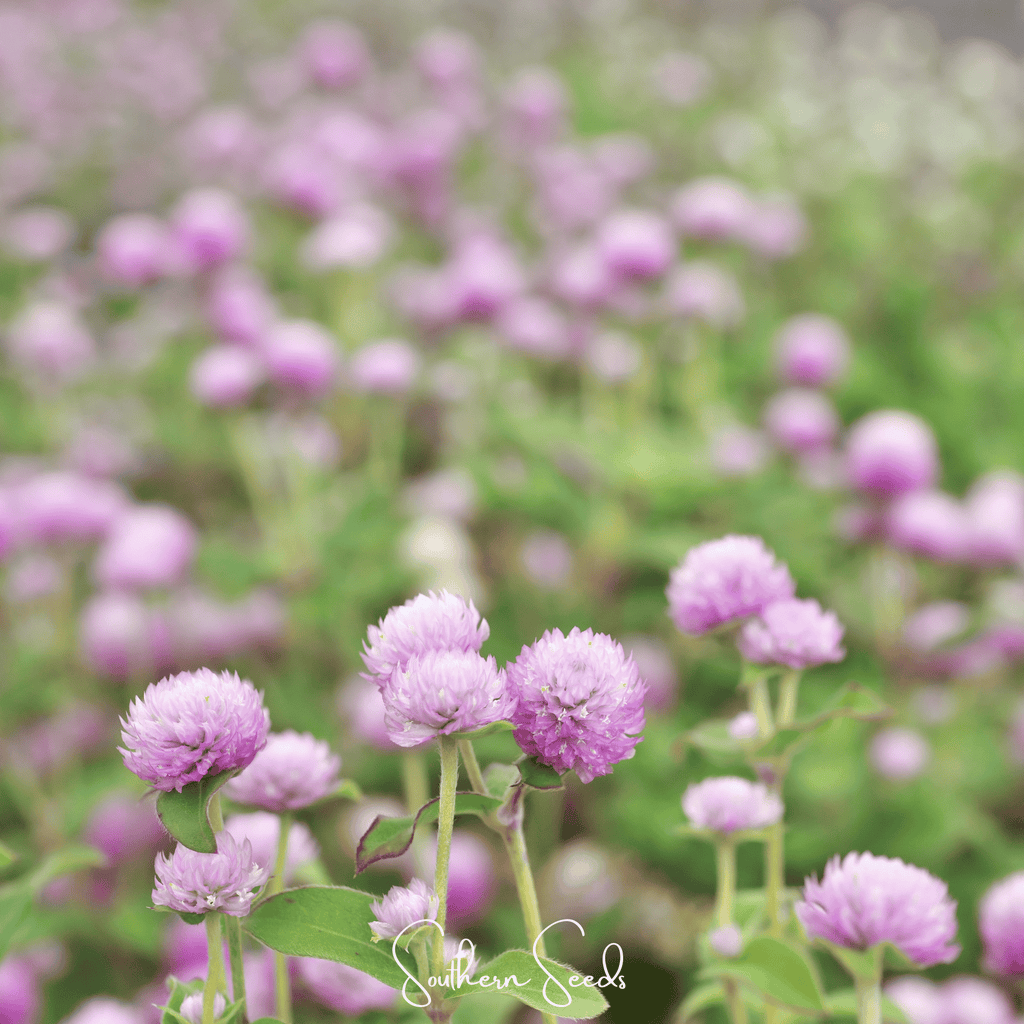 Rose Globosa Gomphrena – 50 Seeds