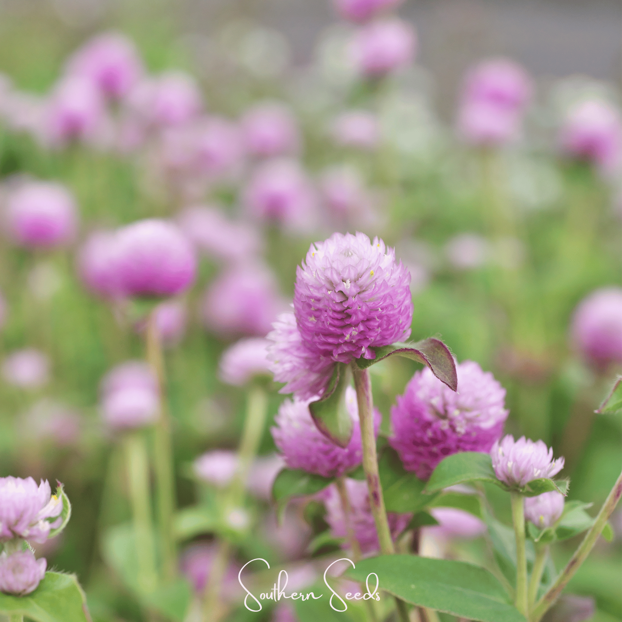 Rose Globosa Gomphrena – 50 Seeds