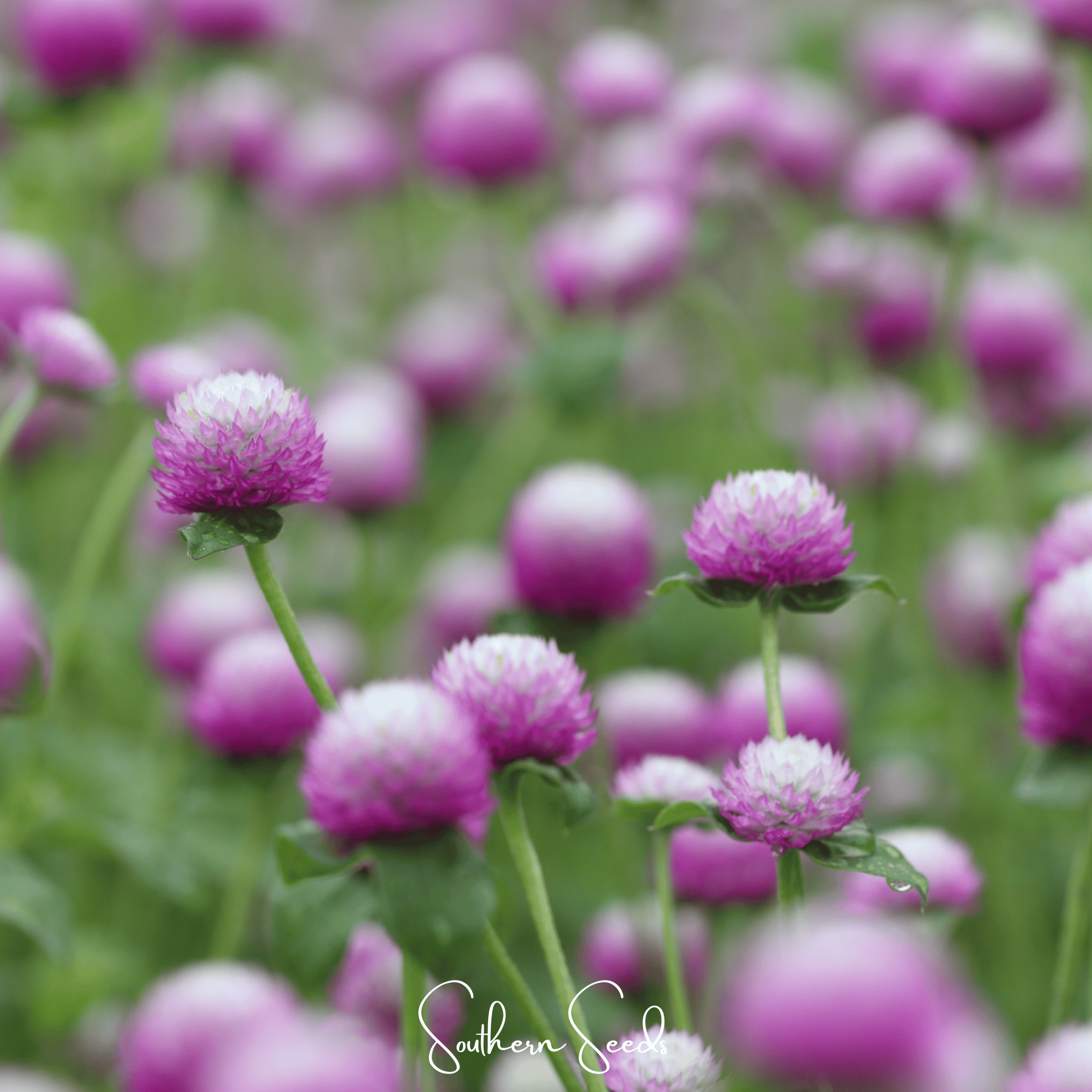 Rose Globosa Gomphrena – 50 Seeds