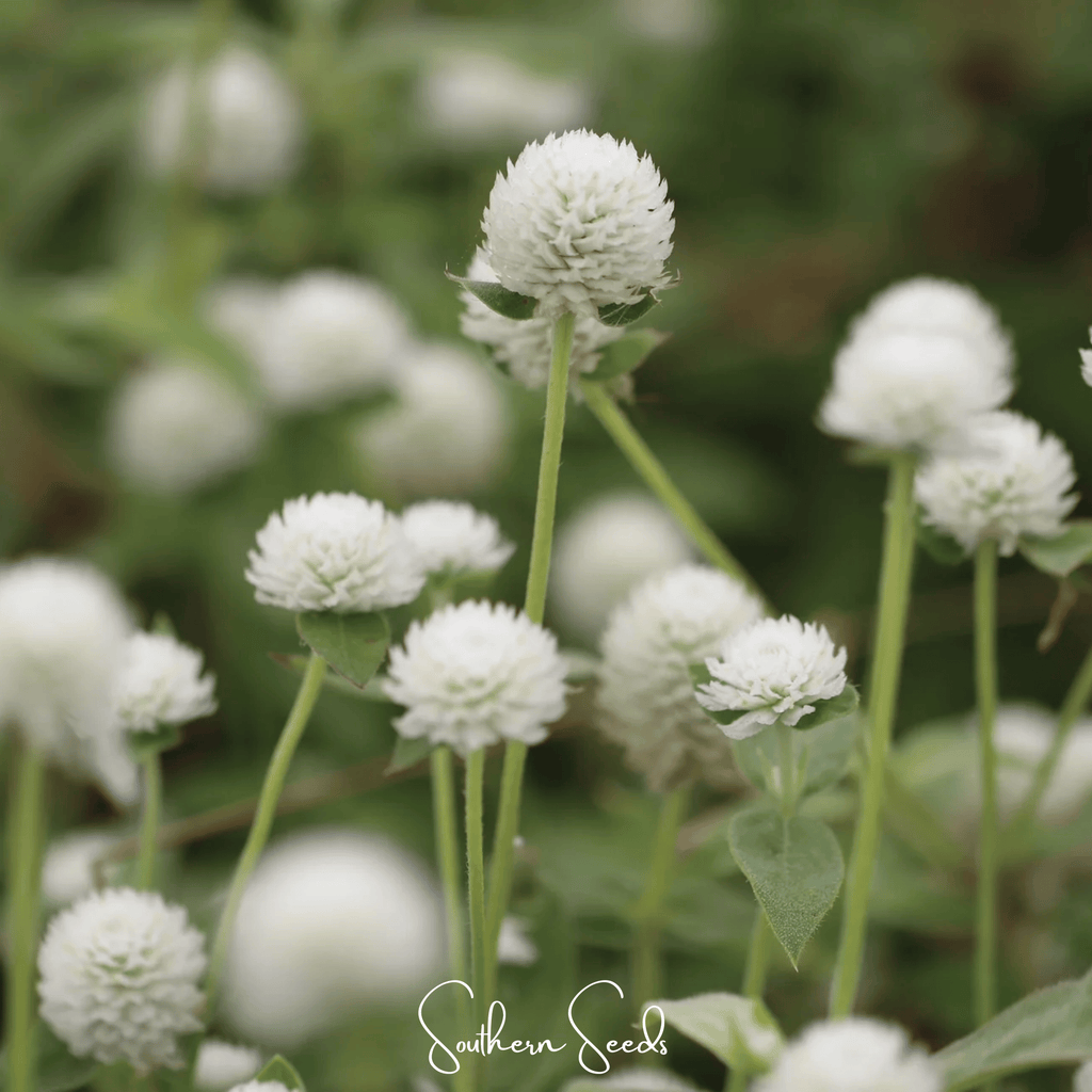White Globosa Gomphrena – 50 Seeds