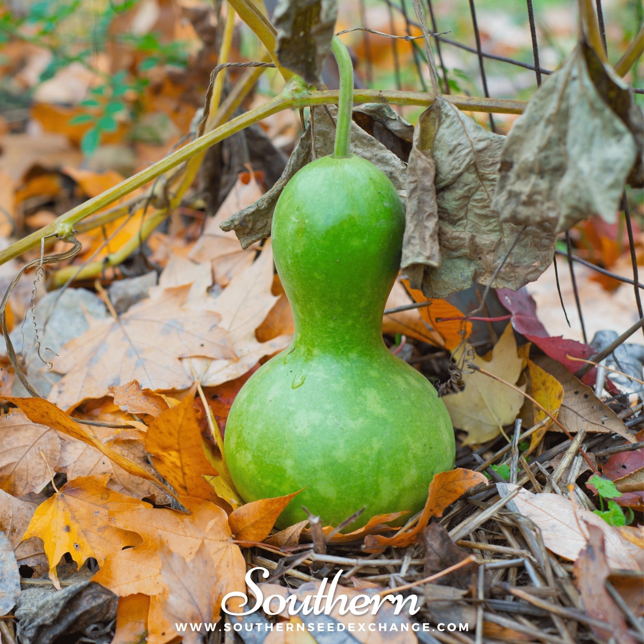 Birdhouse Bottle Gourd – 15 Seeds