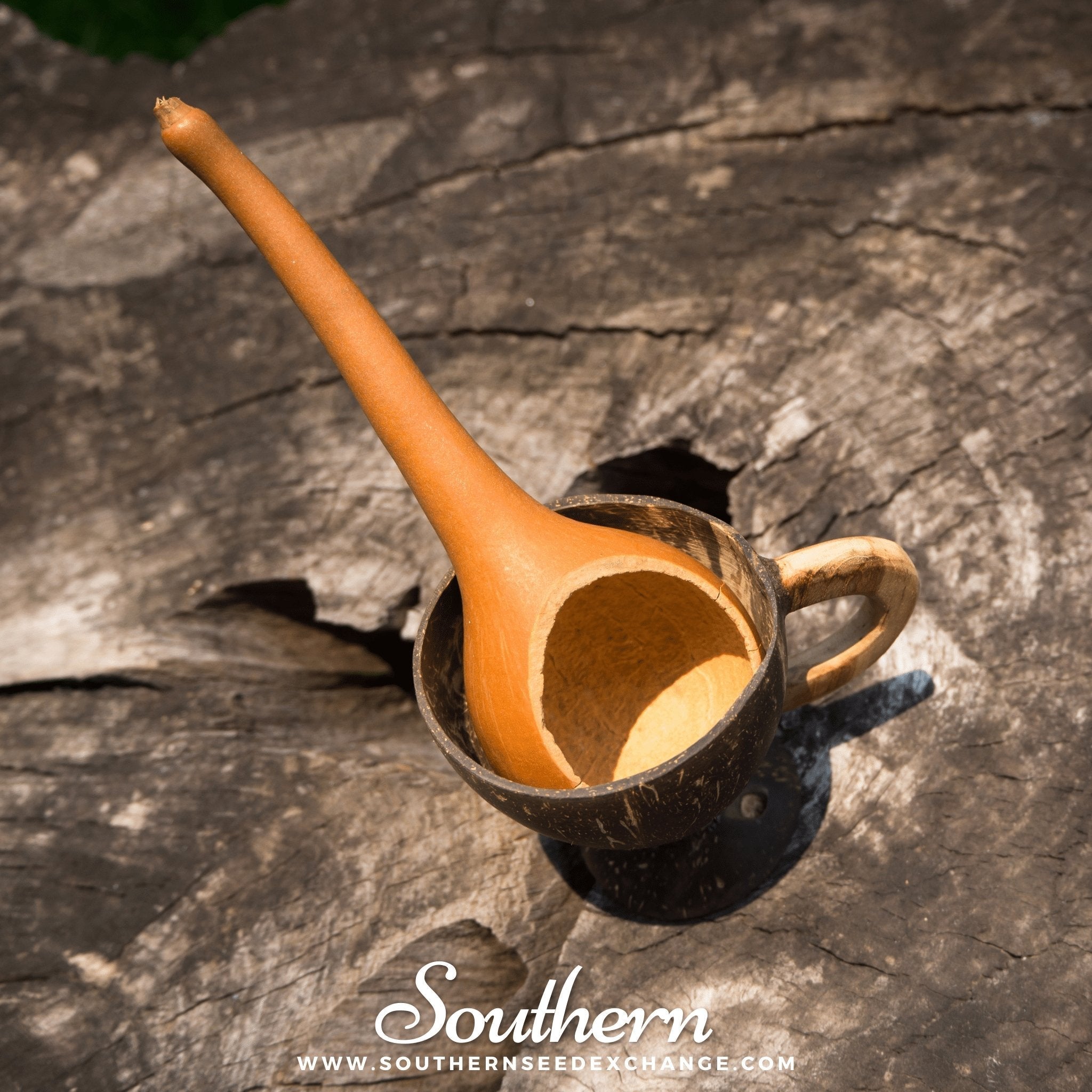 Dipper Gourd – 15 Seeds