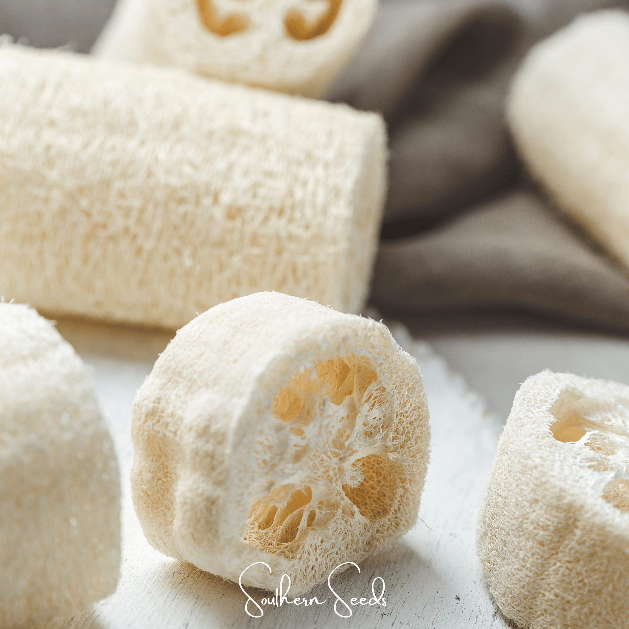 Luffa Gourd – 20 Seeds