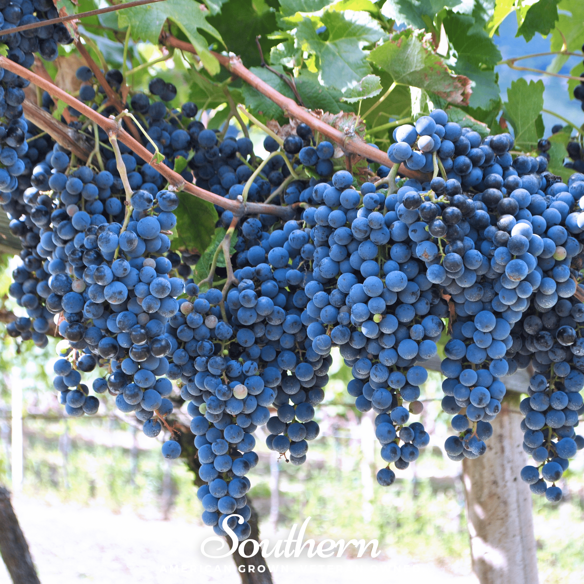 Wine Grapes – 35 Seeds