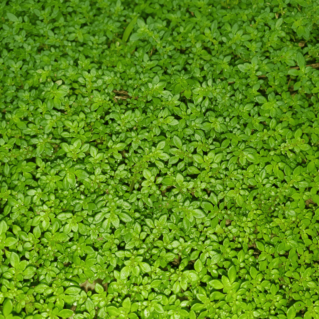 Green Carpet Rupturewort – 100 Seeds