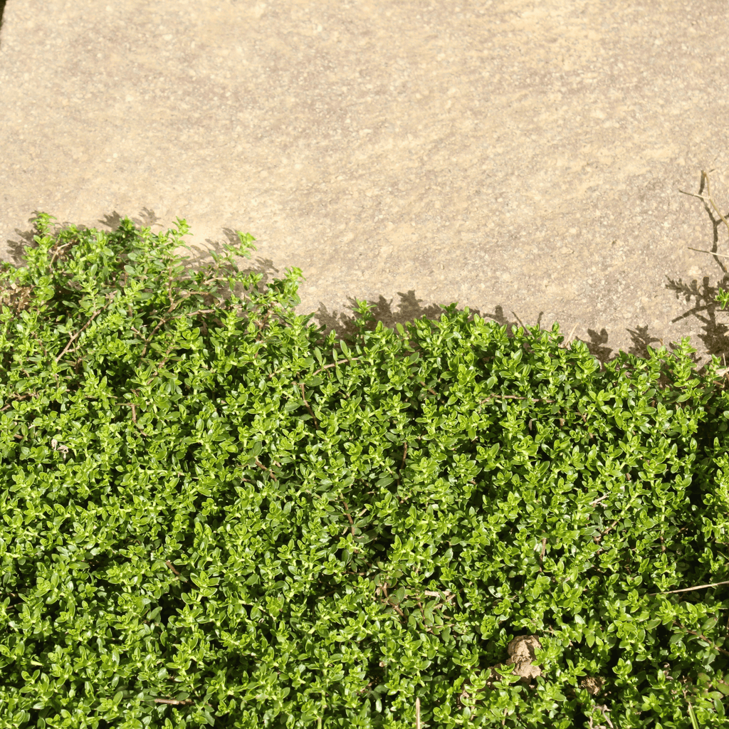 Green Carpet Rupturewort – 100 Seeds