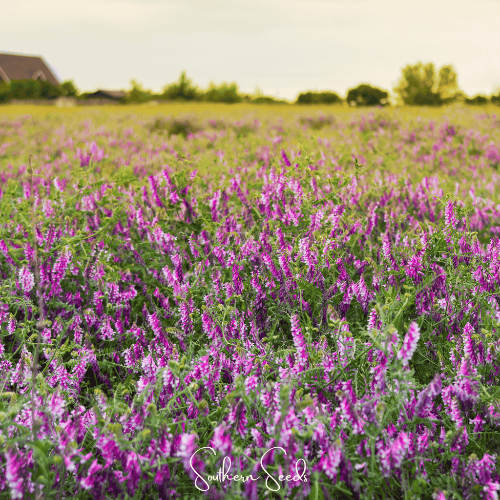 Hairy Vetch – 100 Seeds