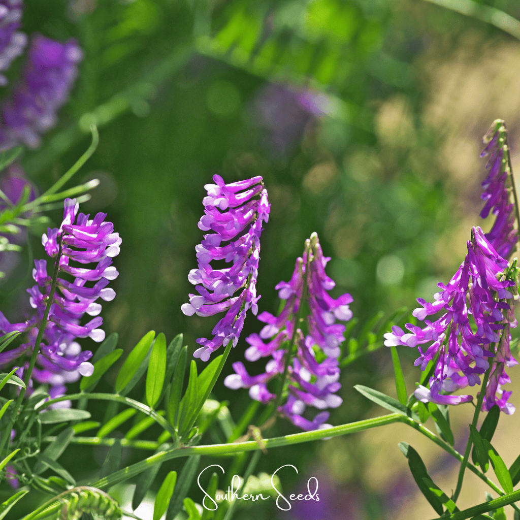 Hairy Vetch – 100 Seeds