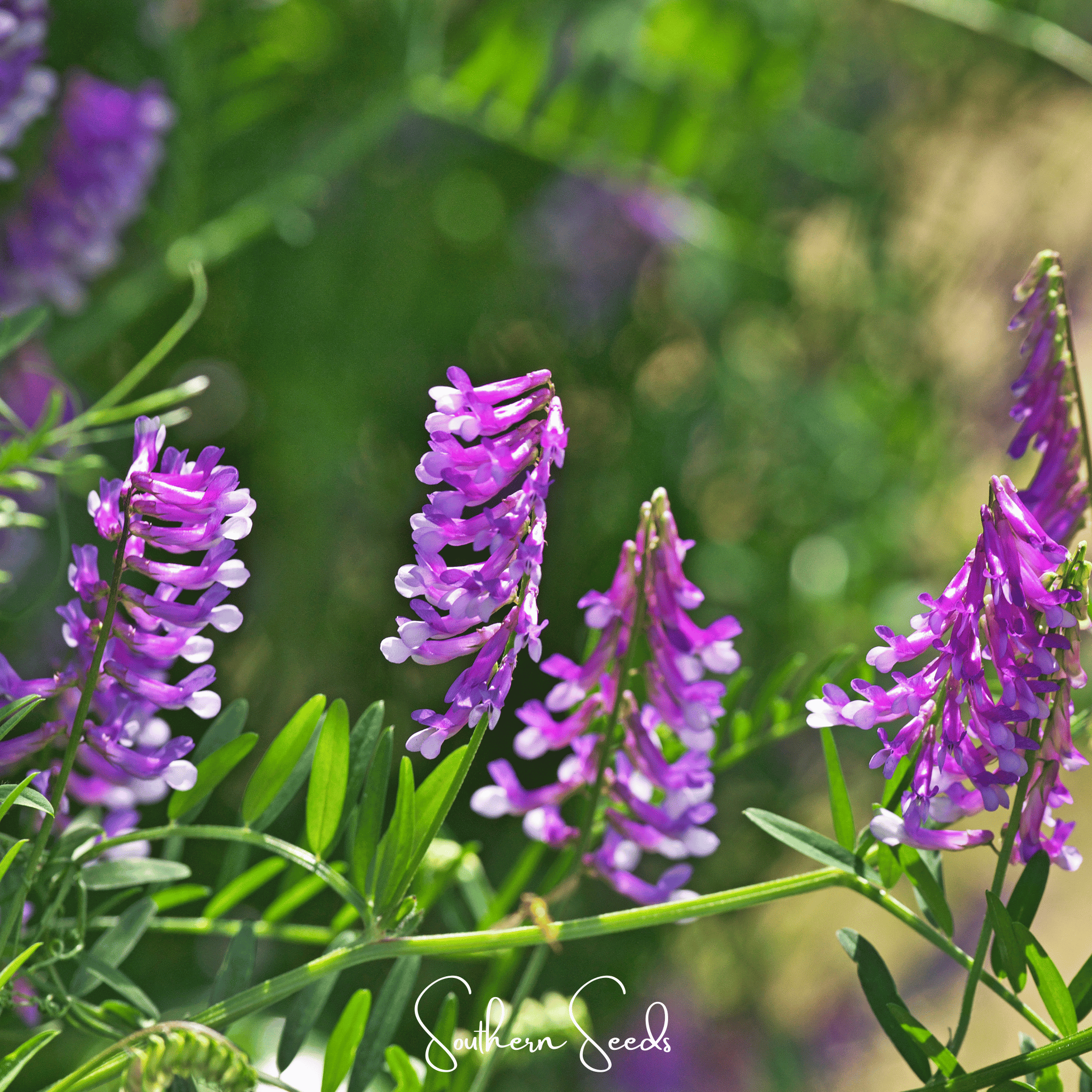 Hairy Vetch – 100 Seeds