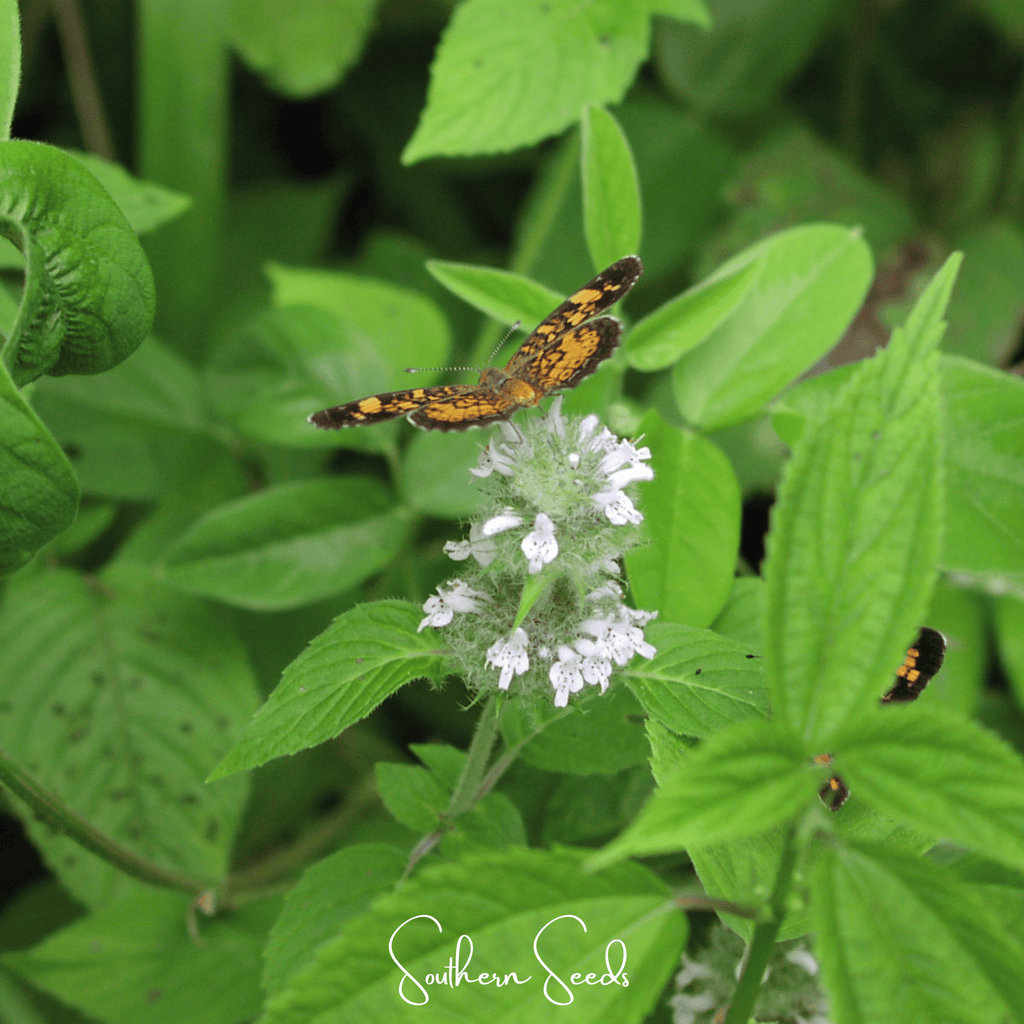 Hairy Wood Mint - Pagoda Plant – 100 Seeds