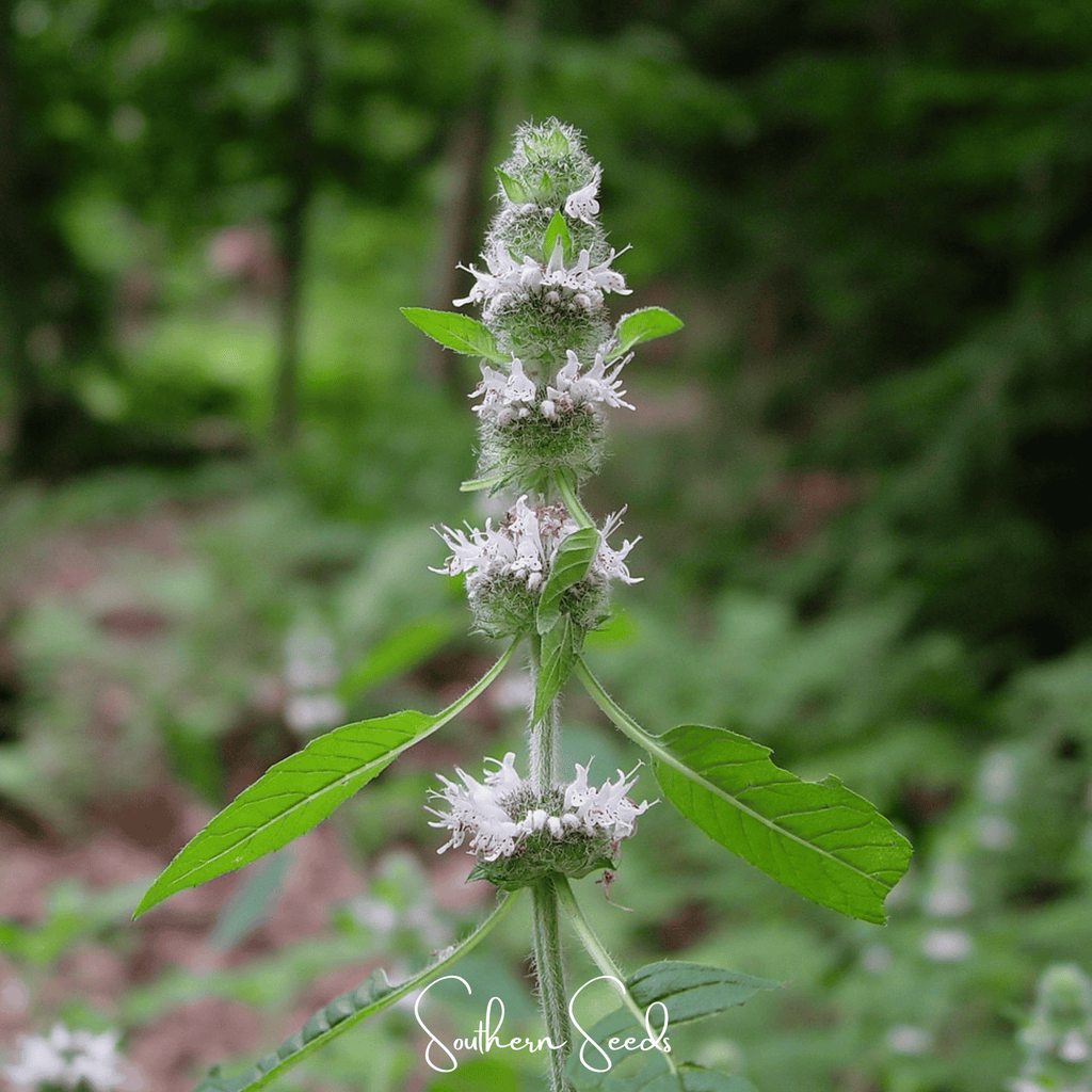 Hairy Wood Mint - Pagoda Plant – 100 Seeds