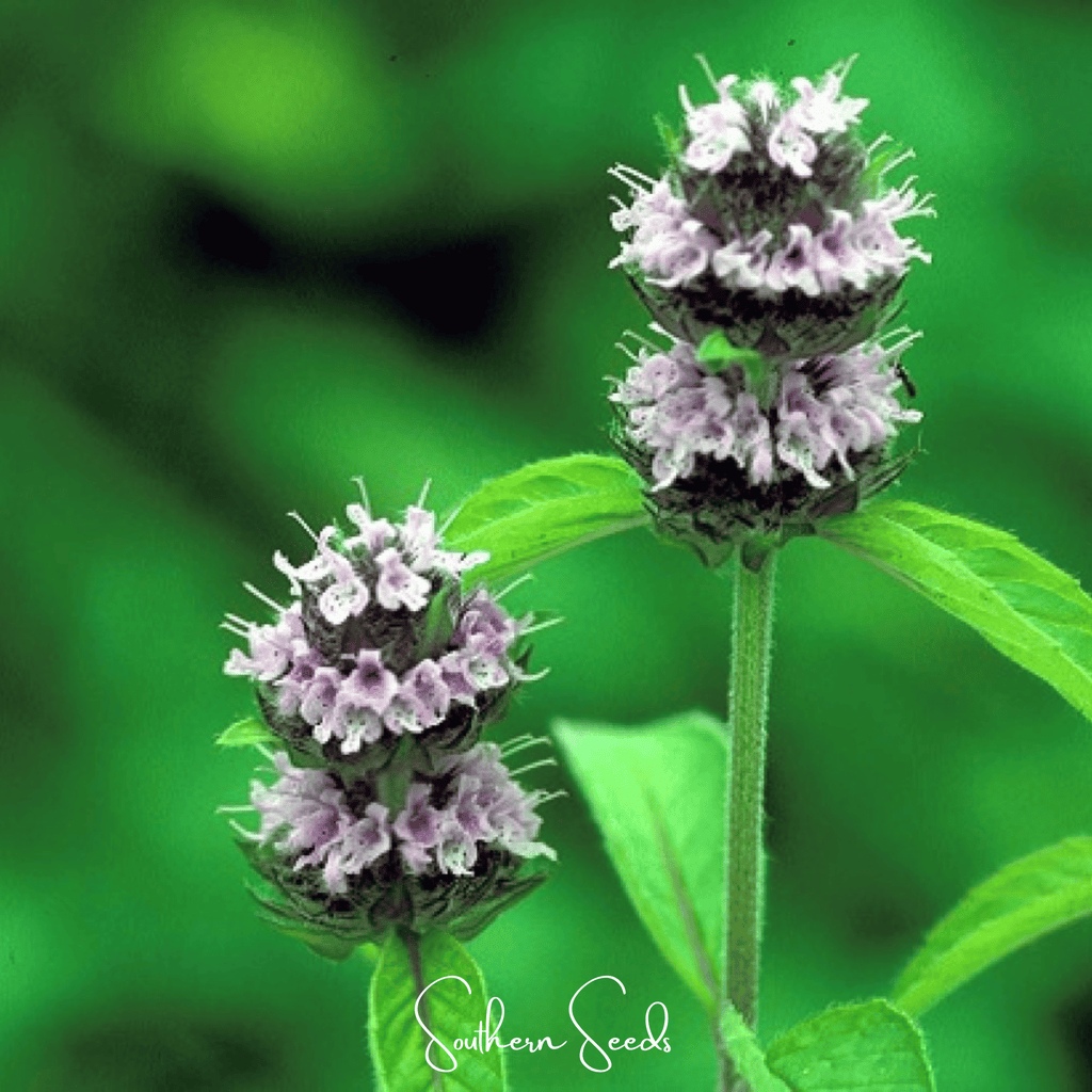 Hairy Wood Mint - Pagoda Plant – 100 Seeds