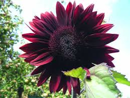 Chocolate Cherry Sunflower Seeds – Rich Burgundy Garden Blooms
