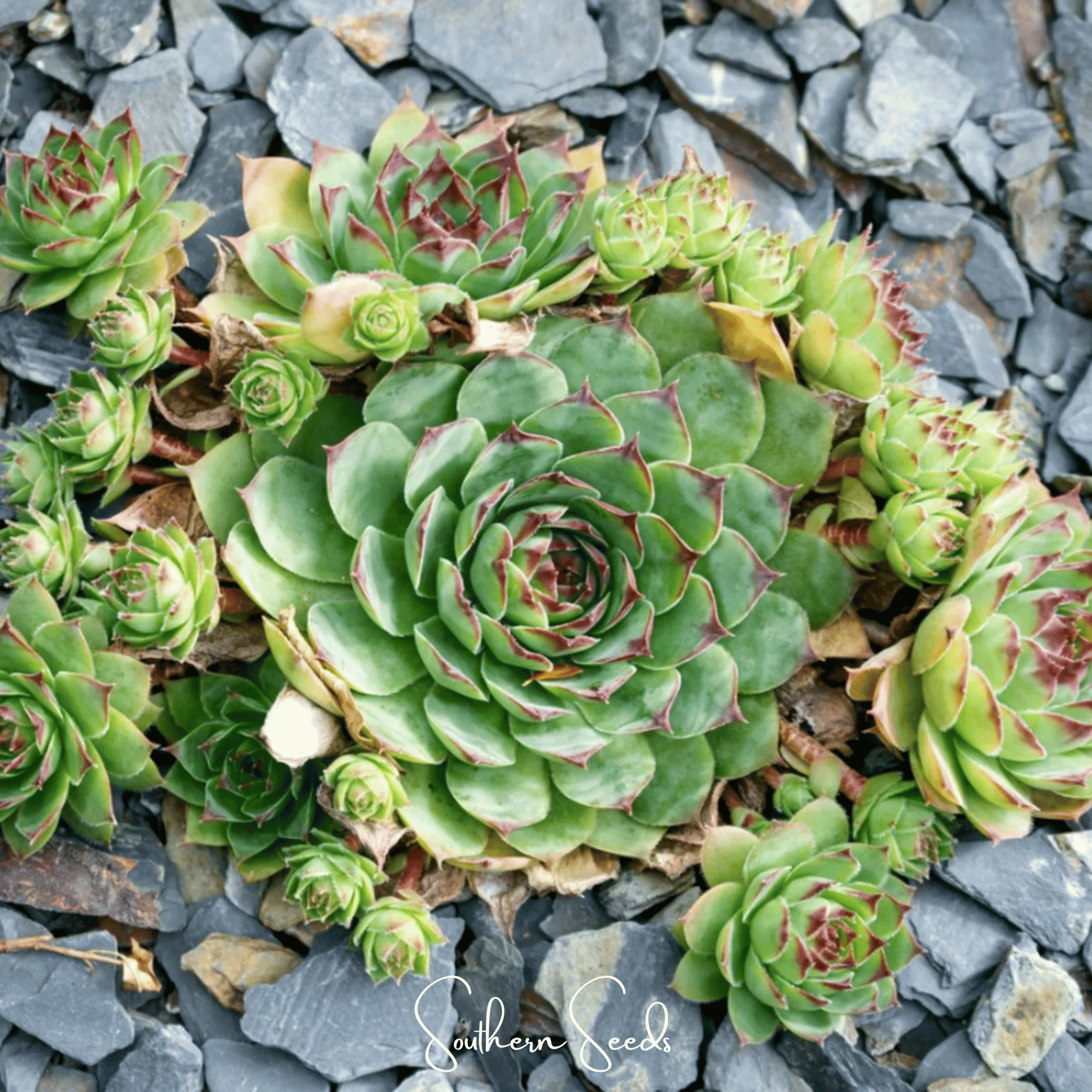 Hens & Chicks Cactus Mix – 30 Seeds
