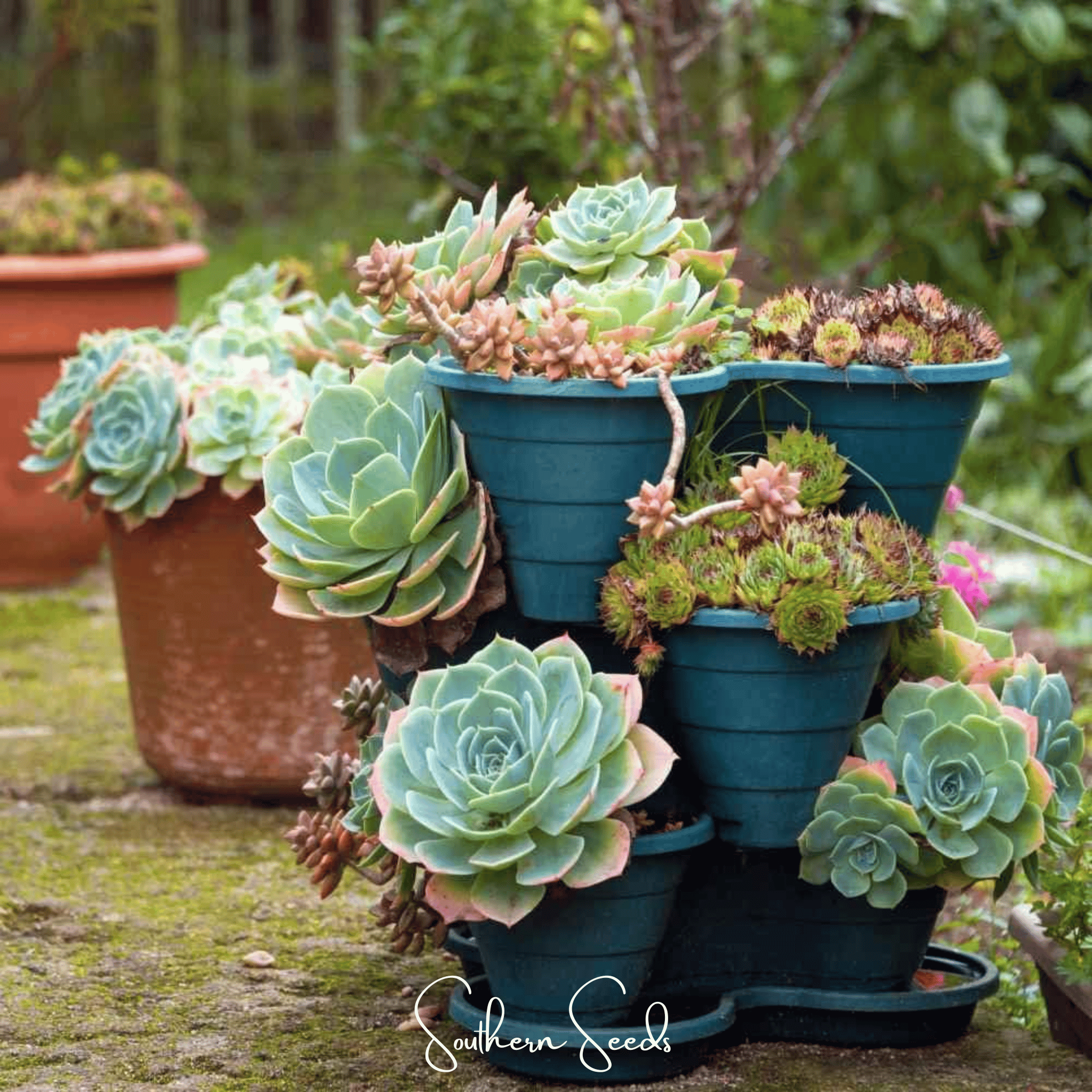 Hens & Chicks Cactus Mix – 30 Seeds