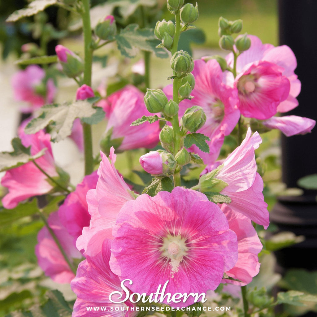 Pink Hollyhock – 25 Seeds