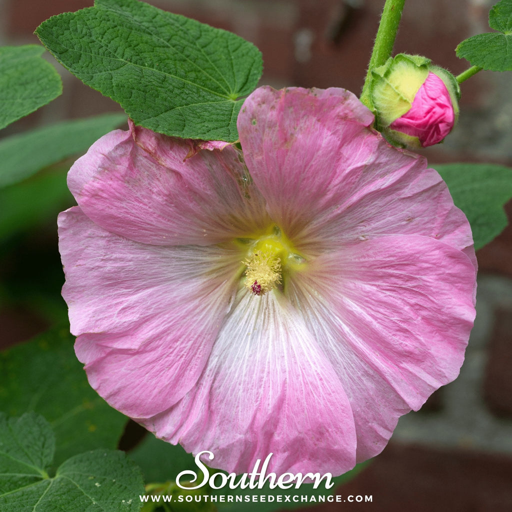 Pink Hollyhock – 25 Seeds