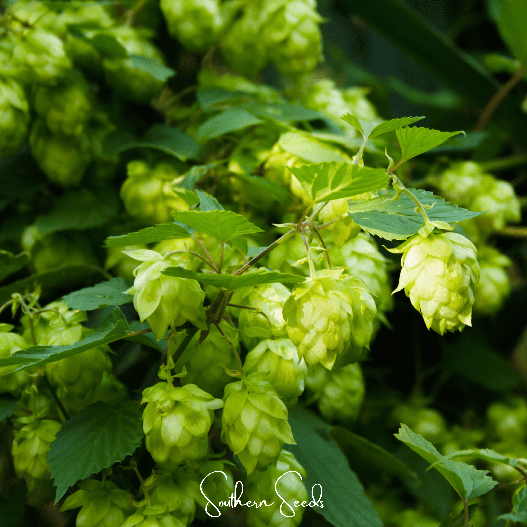 Beer Hops – 20 Seeds