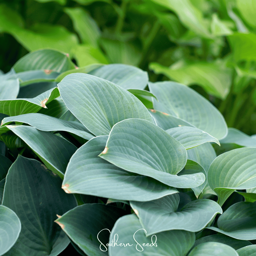 Blue Hosta – 25 Seeds