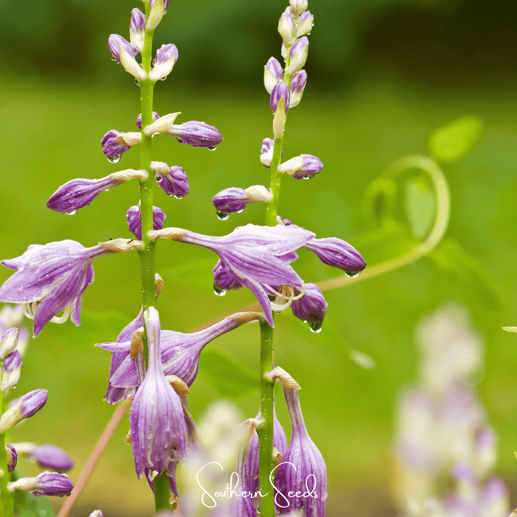 Blue Hosta – 25 Seeds