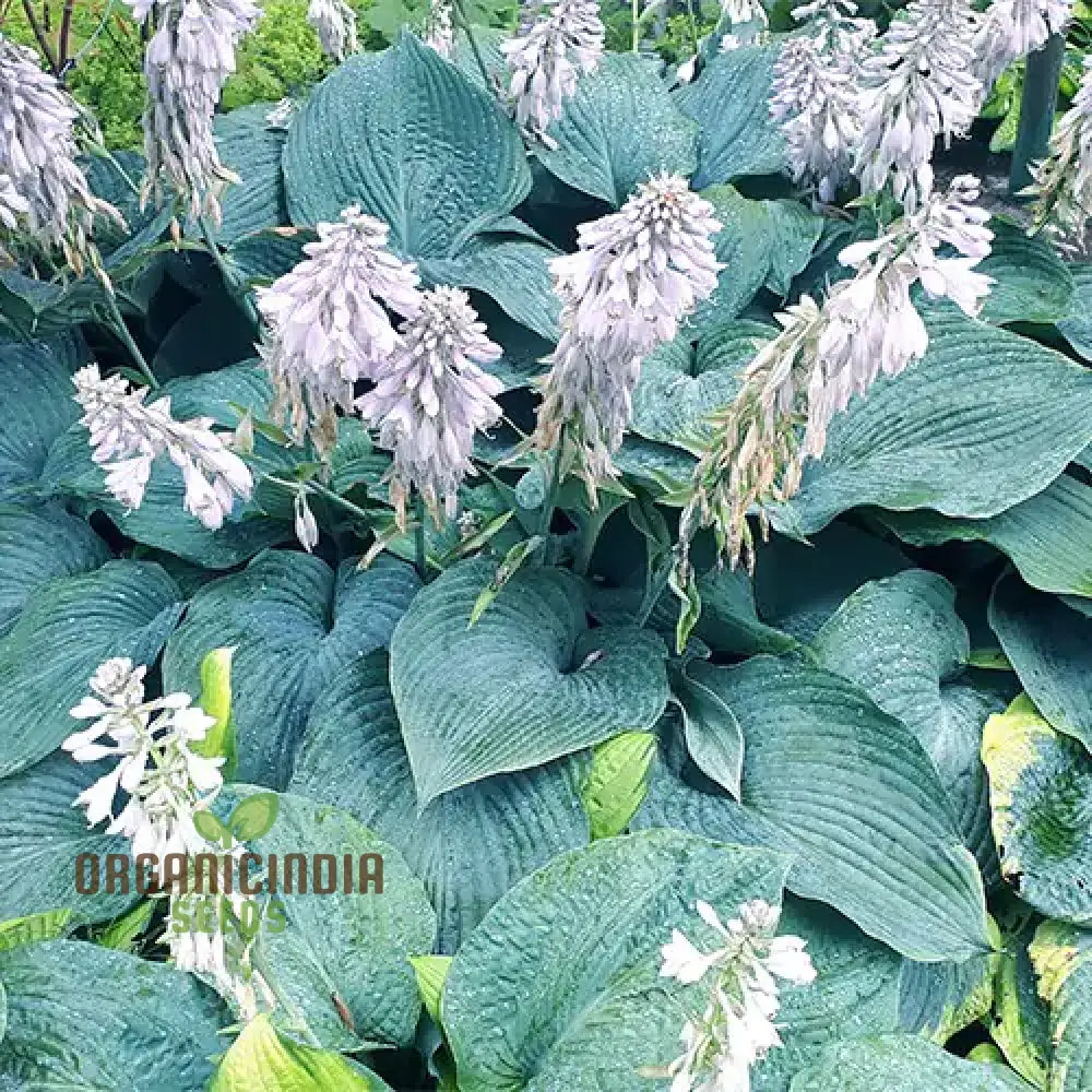 Hosta Elegans Gray-Blue, Twisted White Flowers for Planting