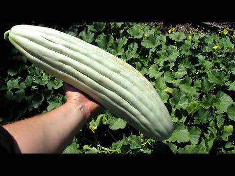 Armenian Yard-Long Cucumber (50 plus pack)
