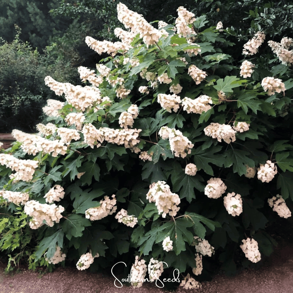 Oakleaf Hydrangea – 100 Seeds
